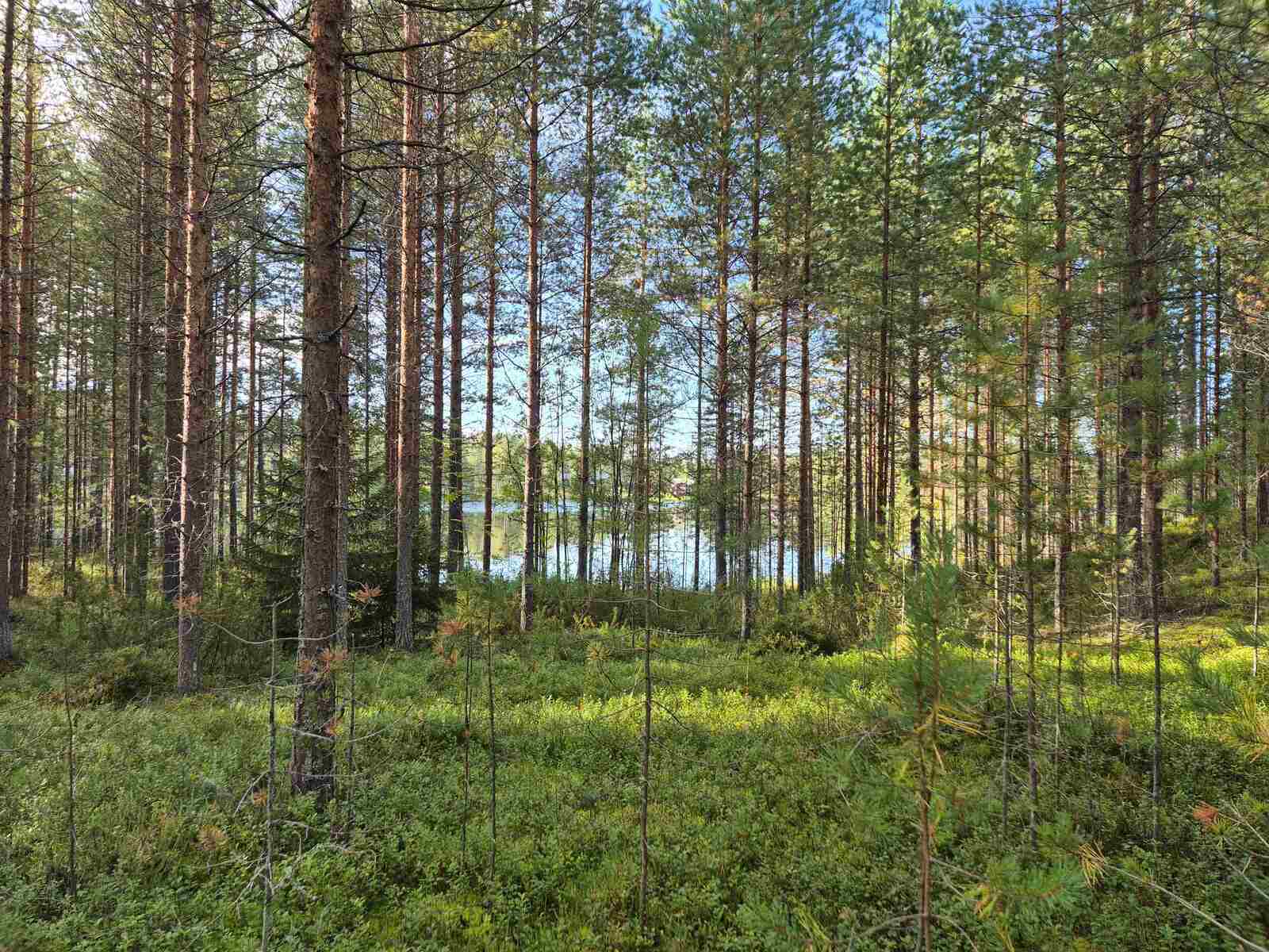 Rannan harvaa nuorta mäntymetsää, aurinko paistaa kauempana puiden runkoihin.