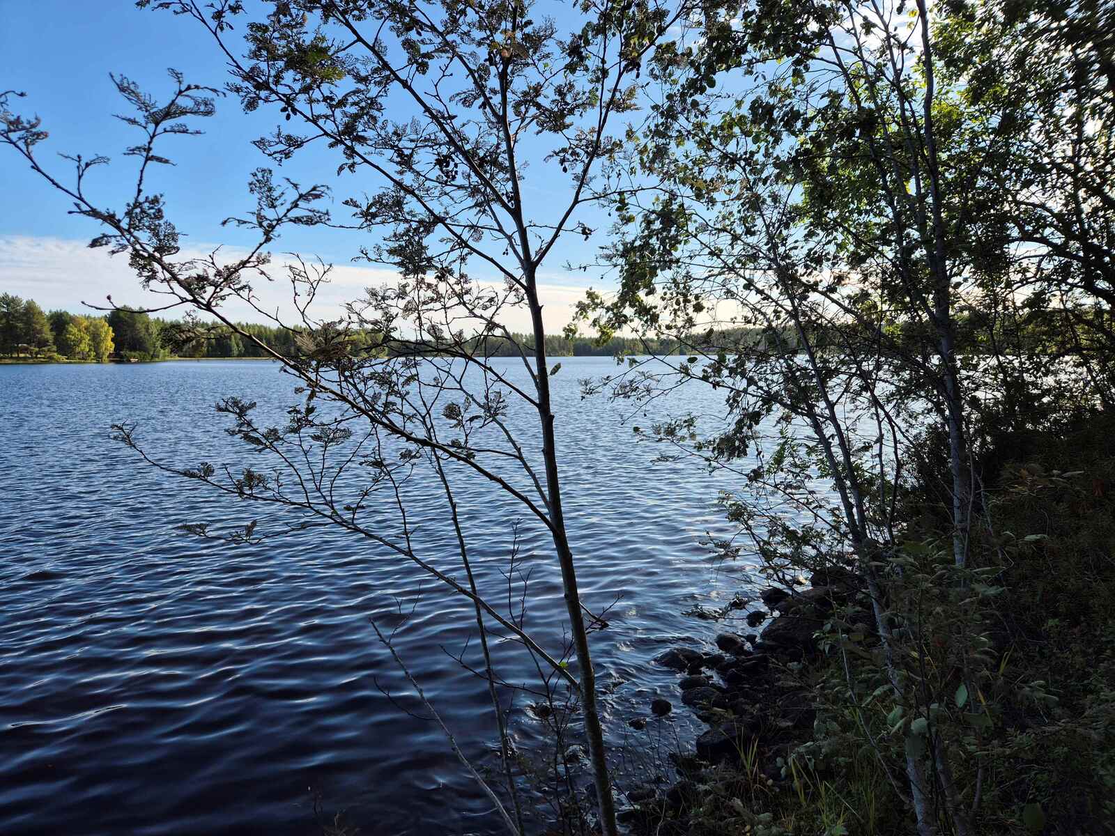 Tuulessa kevyesti aaltoileva järvi, nuori pihlaja kasvaa järvimaiseman edessä rannalla.