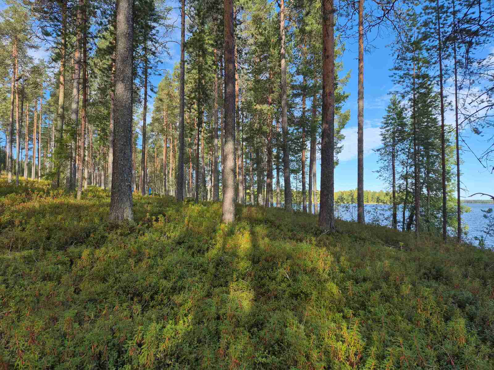 Rantatörmällä kasvaa mäntyjä, maassa kasvaa erilaisia varpuja, aurinko paistaa taustalla.