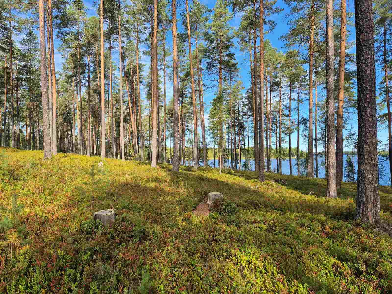 Aurinkoinen rantatörmä, jolla kasvaa harvaan varttuneita mäntyjä, taustalla näkyy järvi.