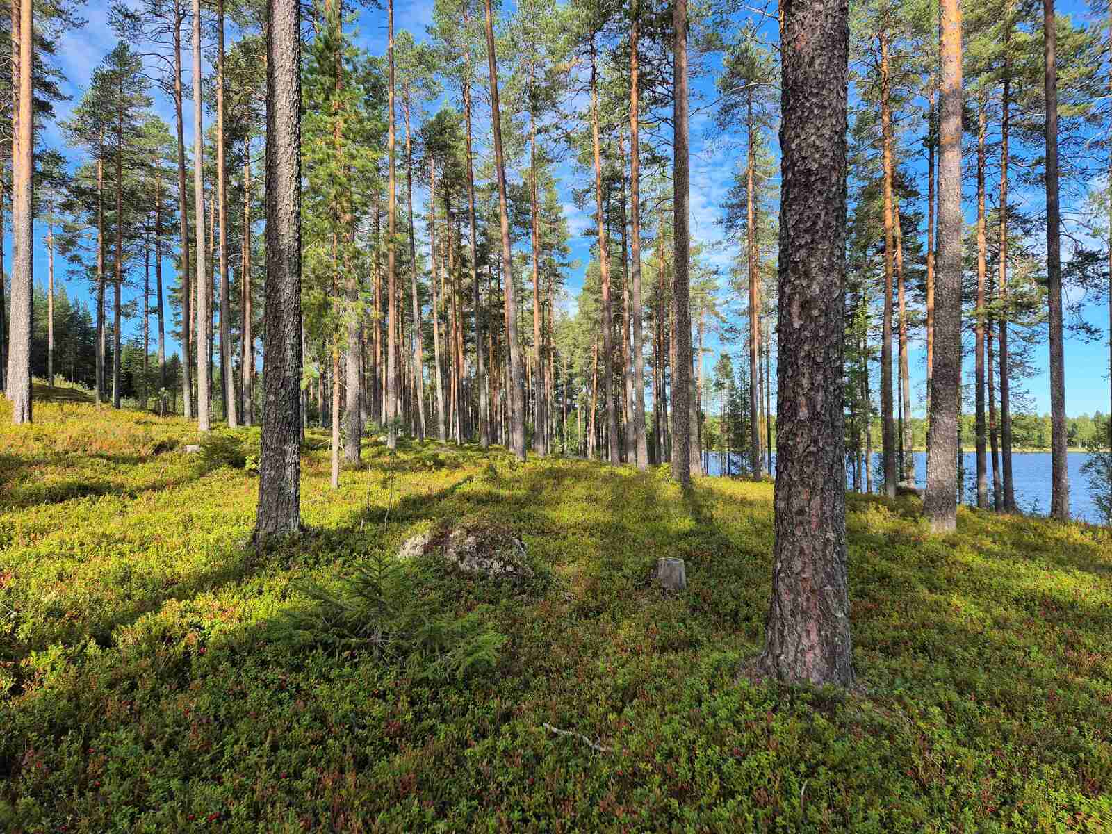 Aurinkoinen rantatörmä, jolla kasvaa harvaan varttuneita mäntyjä, taustalla näkyy järvi.