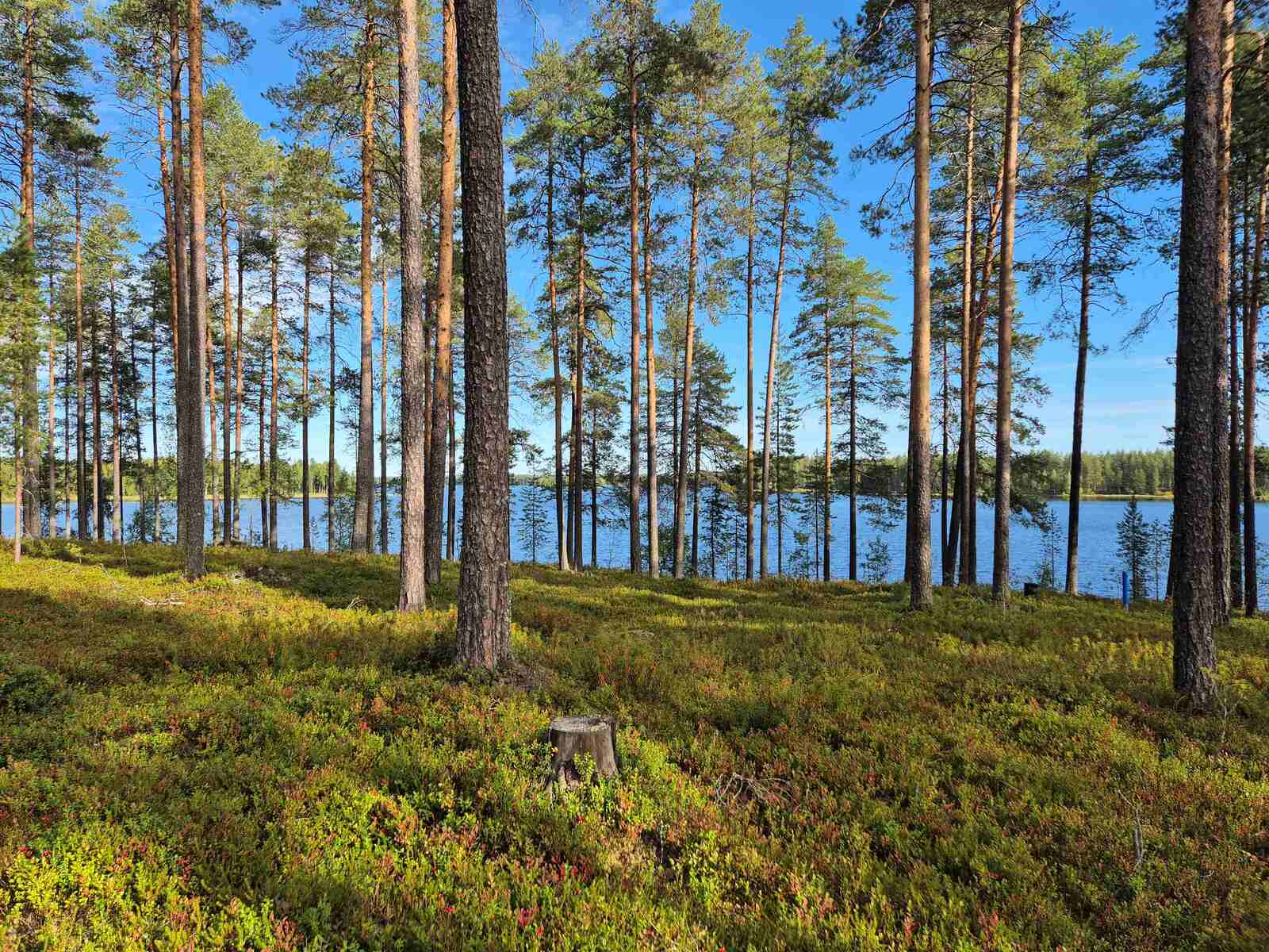 Aurinkoinen rantatörmä, jolla kasvaa harvaan varttuneita mäntyjä, taustalla näkyy järvi.