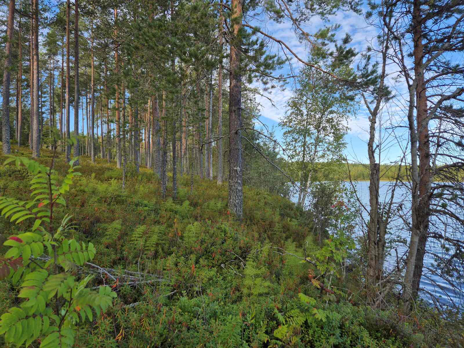 Rantapenkalla kasvaa nuoria mäntyjä ja lehtipuita.