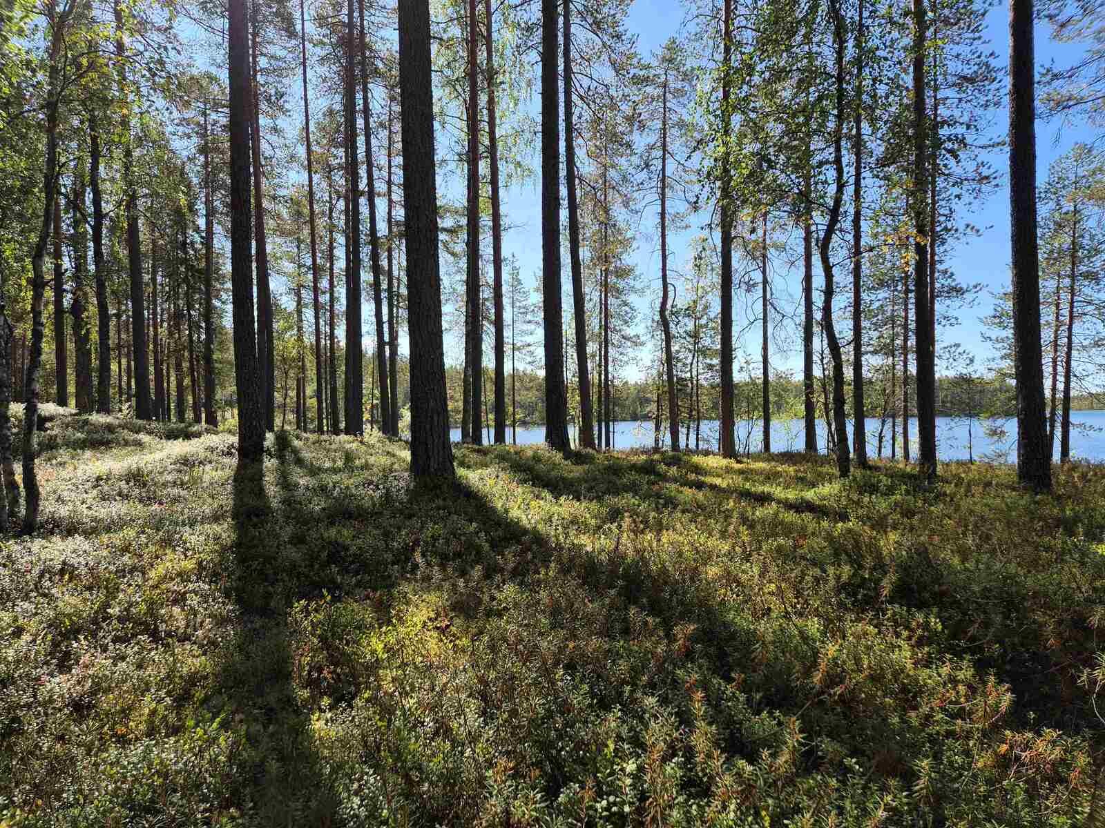 Rannalla kasvaa varttuneita mäntyjä ja nuoria lehtipuita, taustalla näkyy järvi.