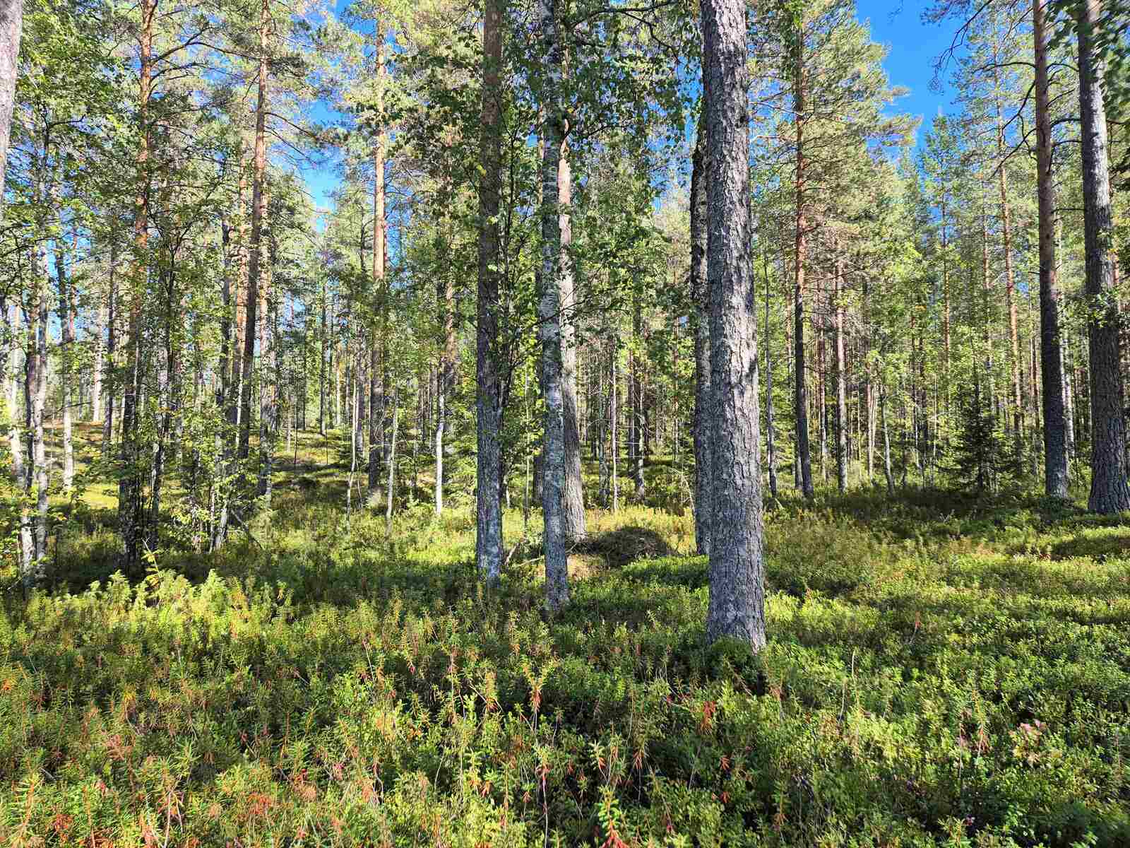 Auringossa kylpevää sekametsää.