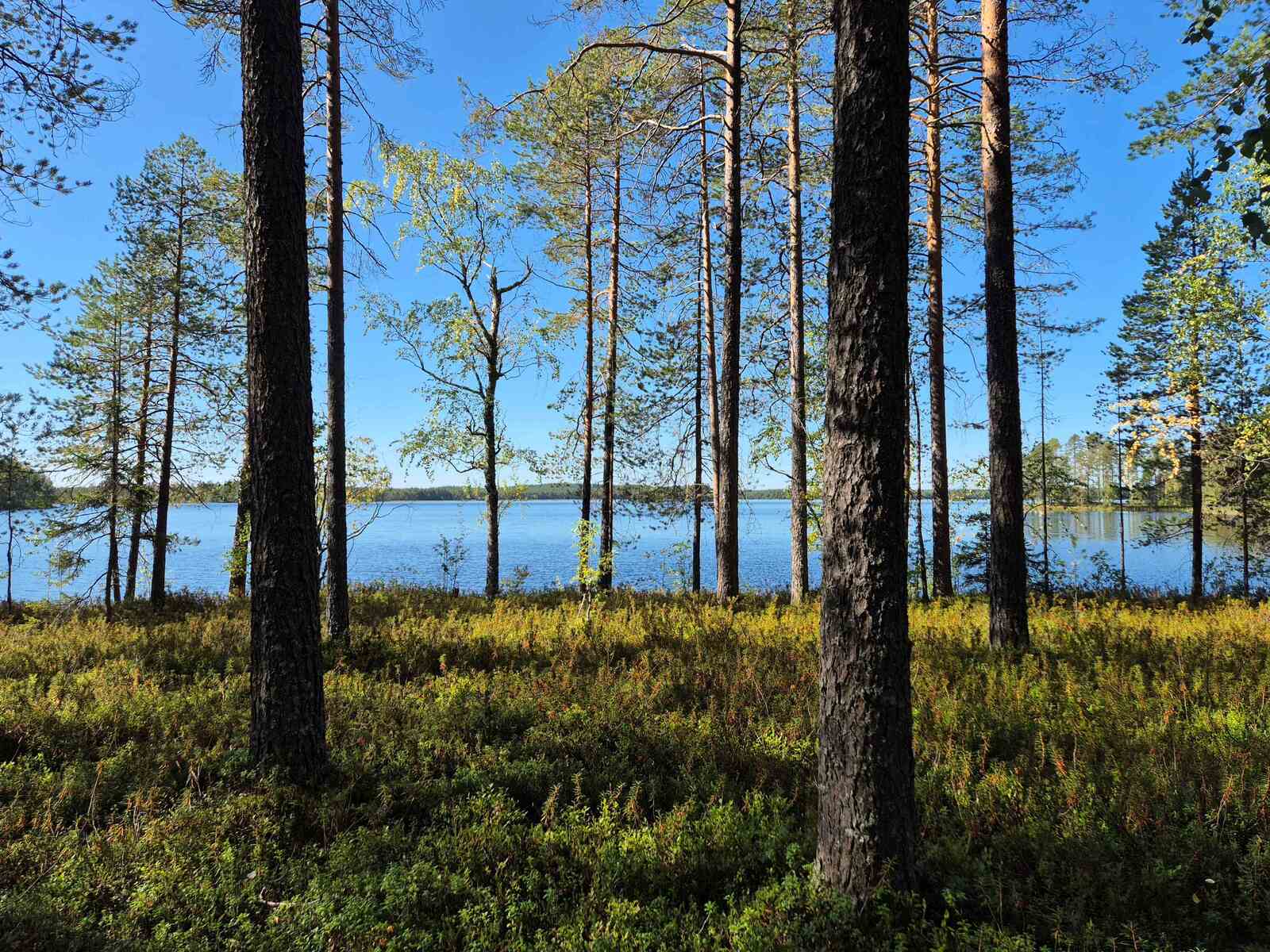 Rannalla kasvaa varttuneita mäntyjä ja nuoria lehtipuita, taustalla näkyy järvi.