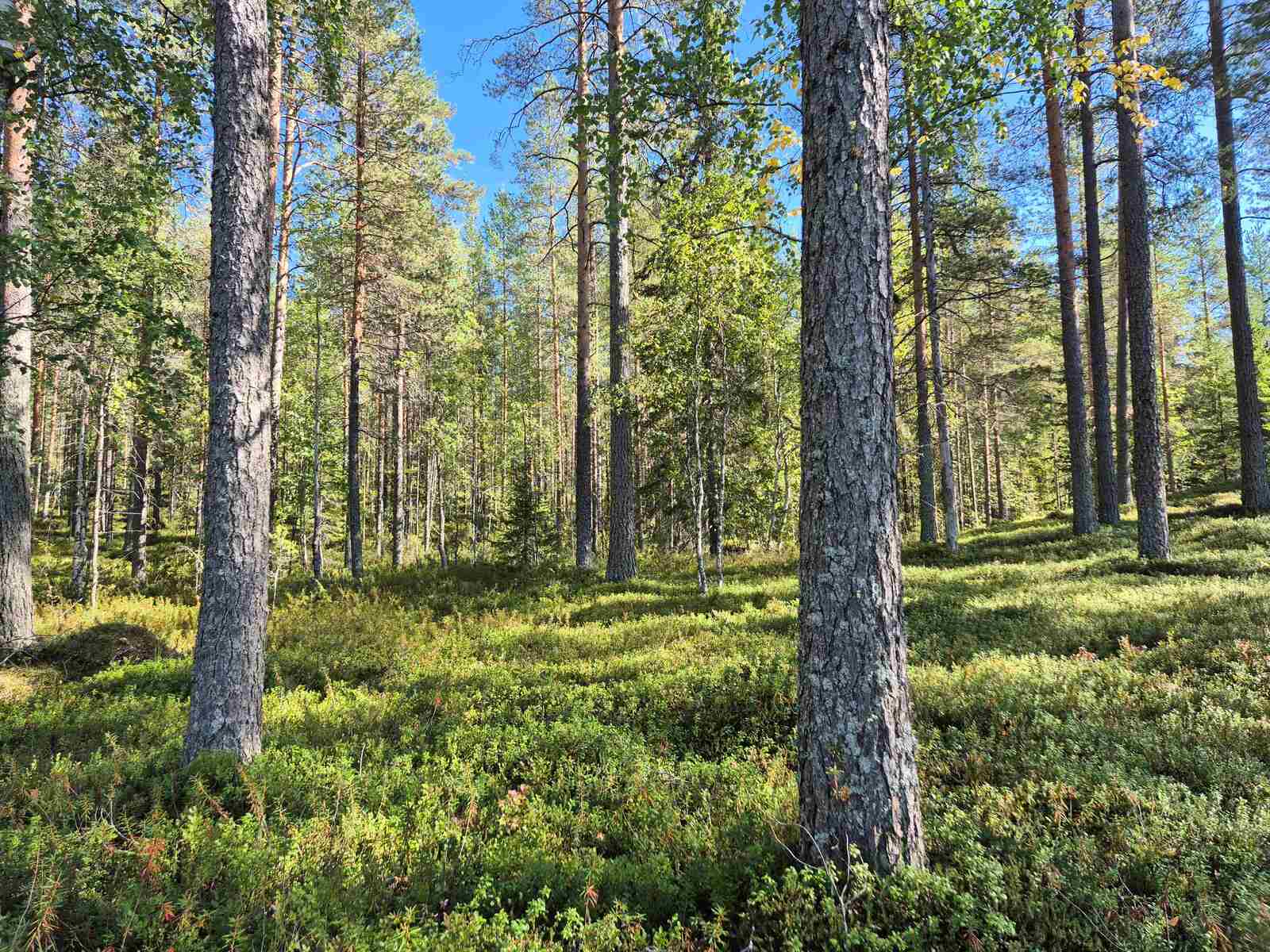 Auringossa kylpevää sekametsää.