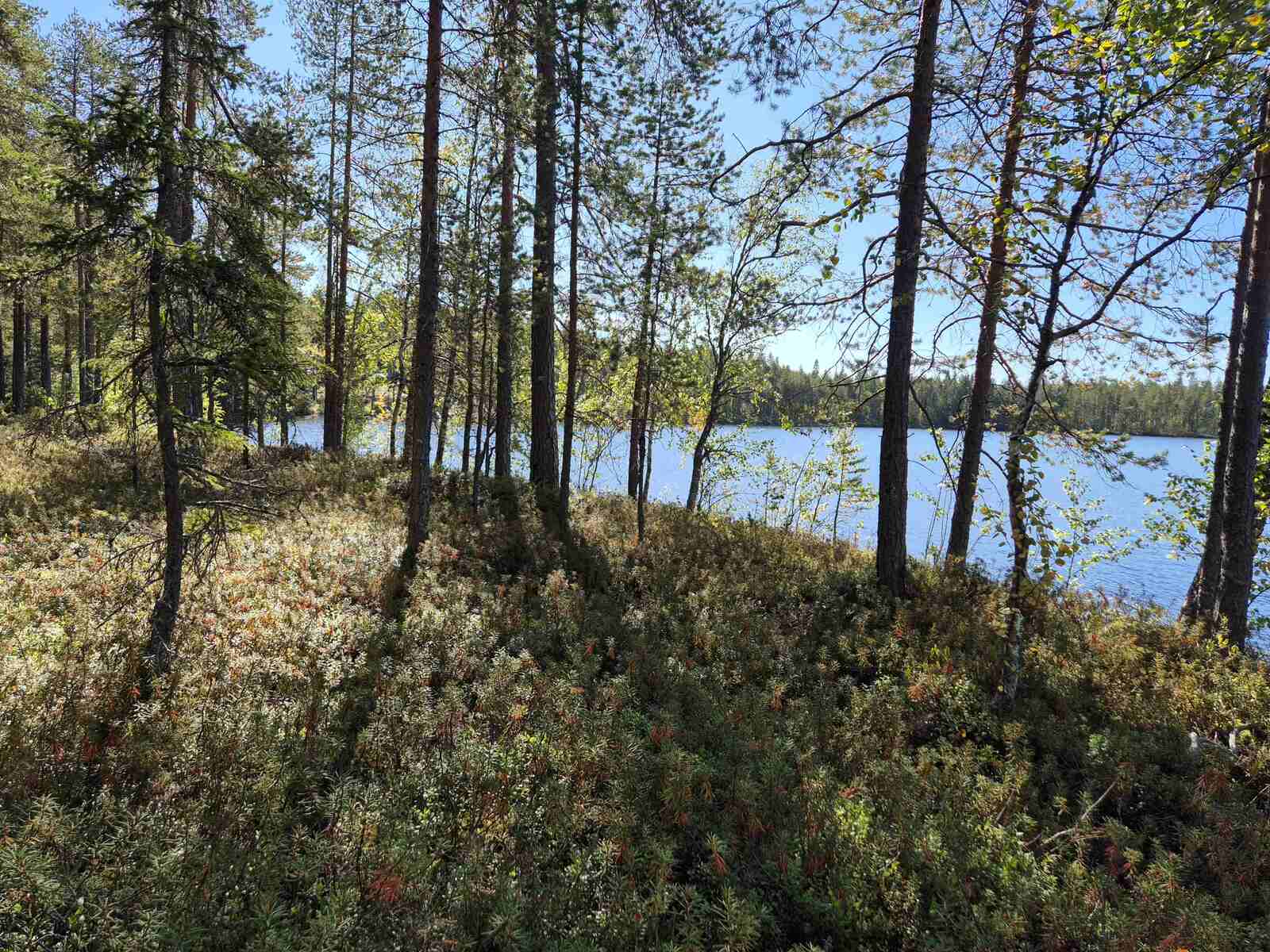Rannalla kasvaa varttuneita mäntyjä ja nuoria lehtipuita, taustalla näkyy järvi.