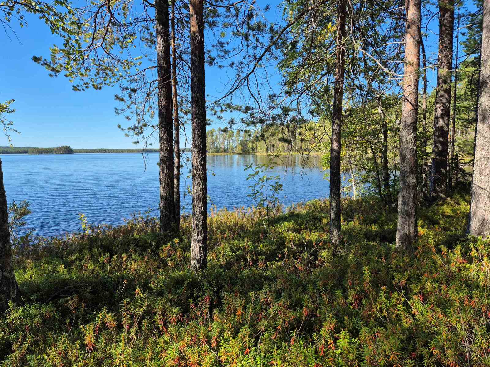 Rannan tuntumassa kasvaa mäntyjä, maassa on varpuja, taustalla näkyy järven lahti.