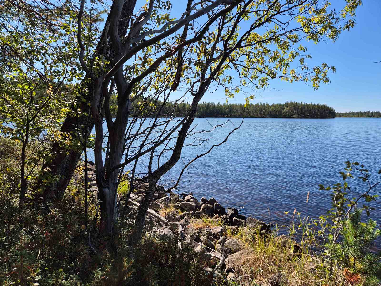 Aurinko paistaa järven rantakivikkoon, etualalla on lehtipuita, taustalla näkyy vastaranta.