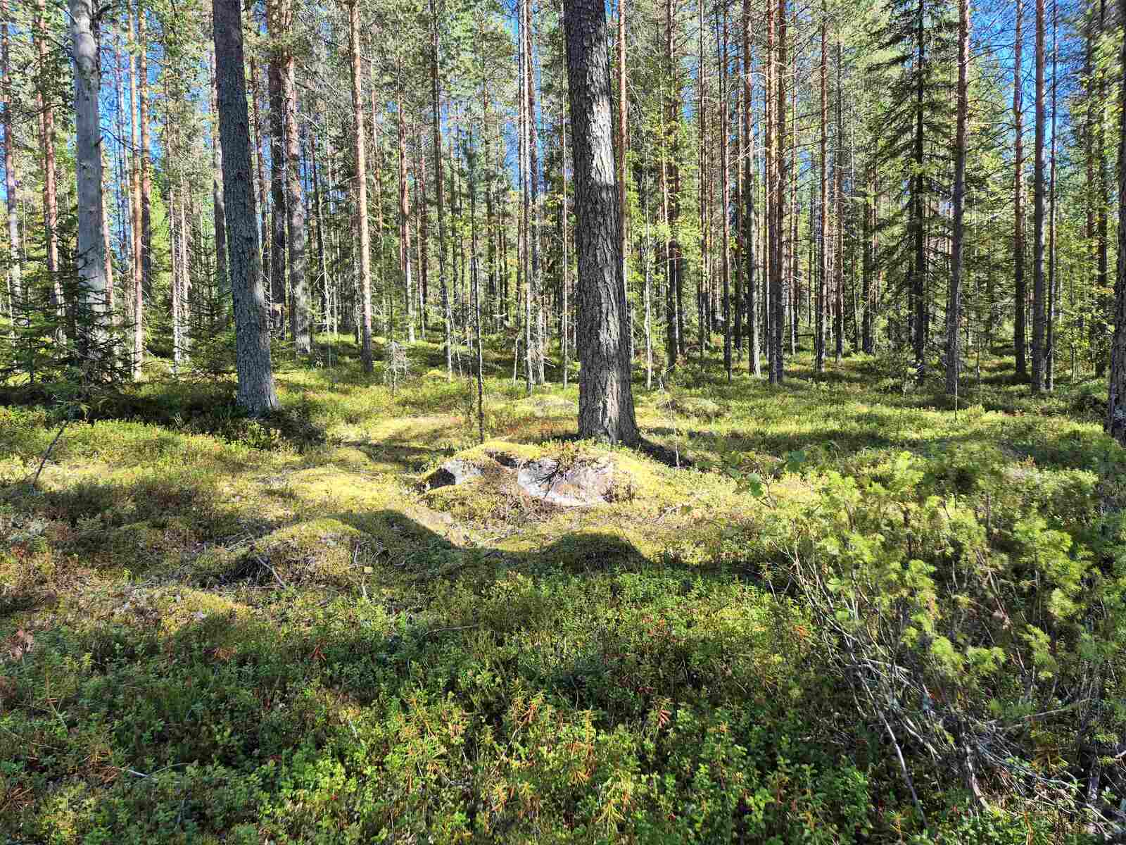 Auringossa kylpevää sekametsää, sammalten ja varpujen alta erottuu kiviä maassa.