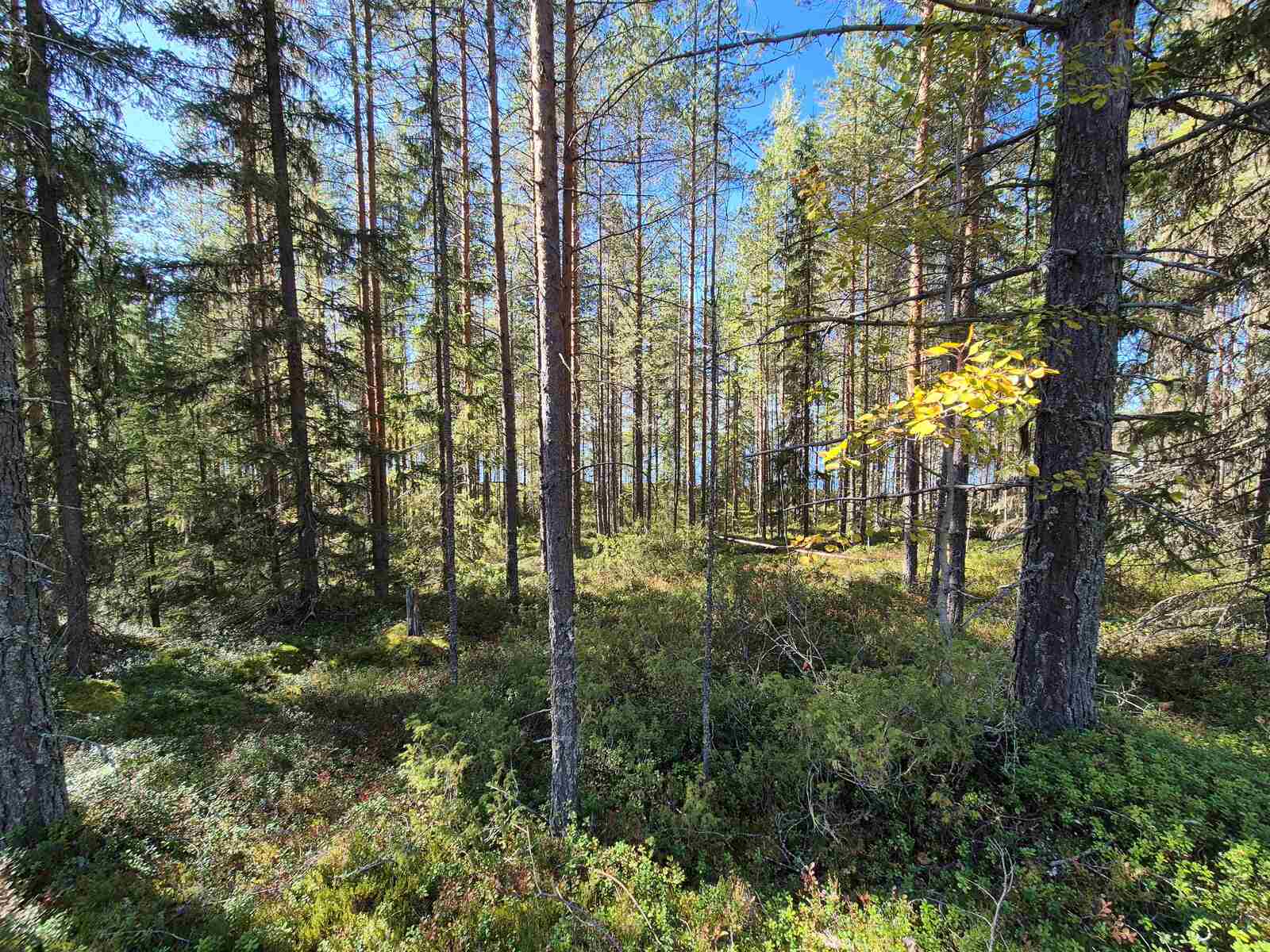 Auringossa kylpevää sekametsää, taustalla kaukana kaukana pilkottaa järvi.