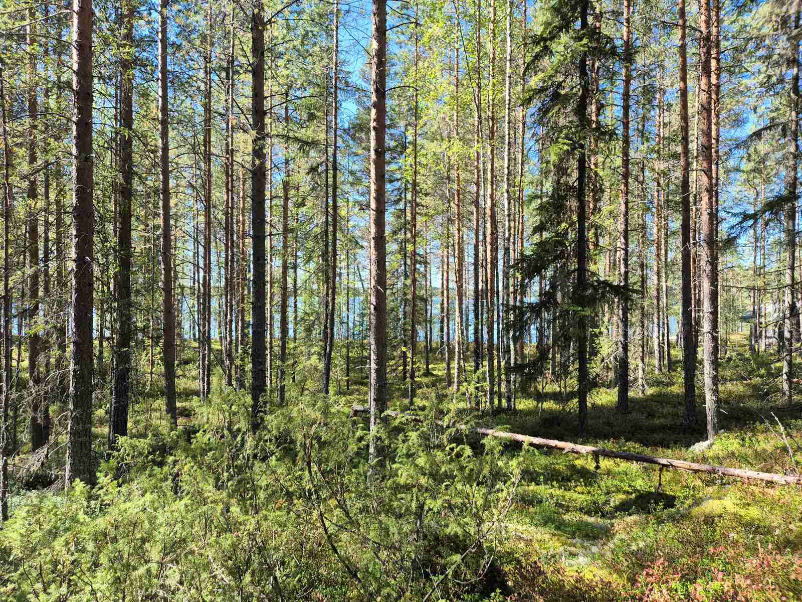 Auringossa kylpevää sekametsää, taustalla kaukana pilkottaa järvi.