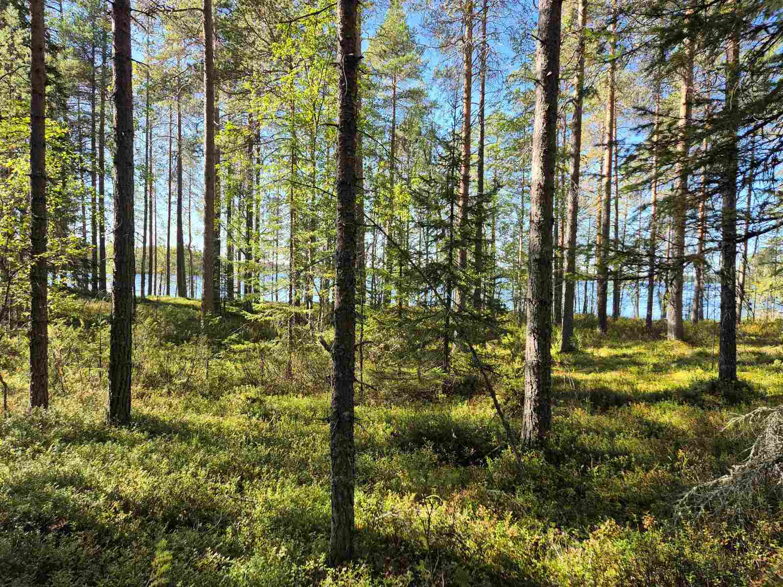 Auringossa kylpevää sekametsää, taustalla kaukana pilkottaa järvi.