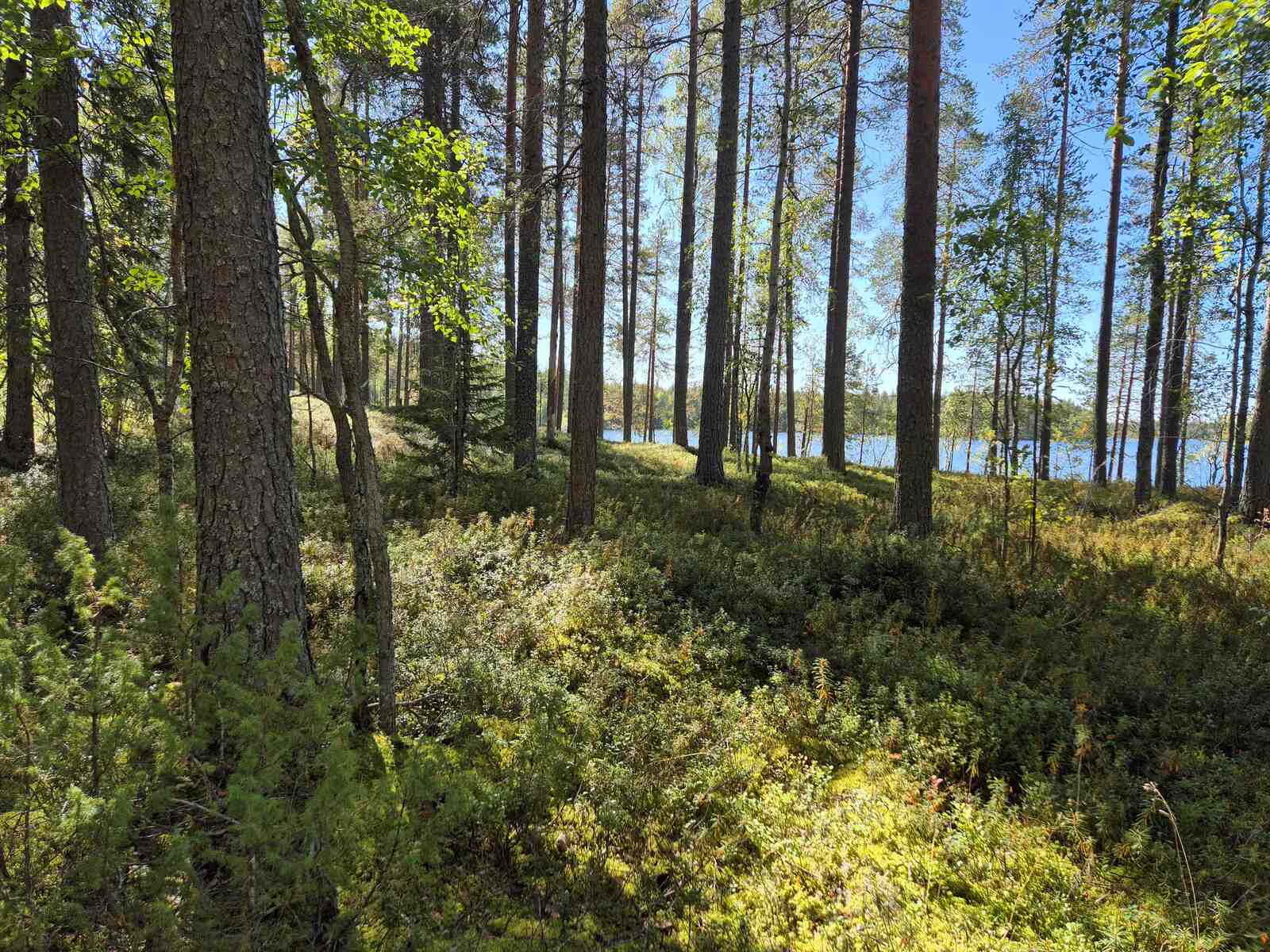 Auringossa kylpevää sekametsää, taustalla pilkottaa järvi.