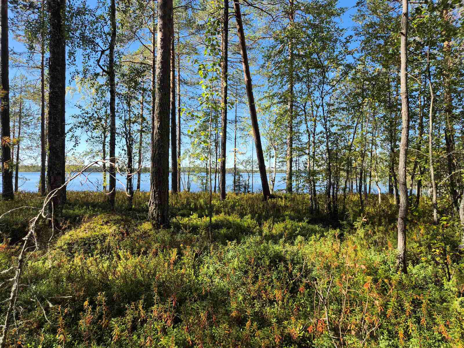 Rannalla kasvaa varttuneita mäntyjä ja nuoria lehtipuita, taustalla näkyy järvi.