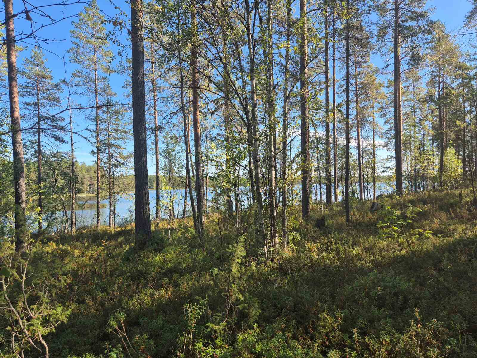Rantatörmällä kasvaa sekametsää, puusto on harvaa, taustalla pilkistää järvi.