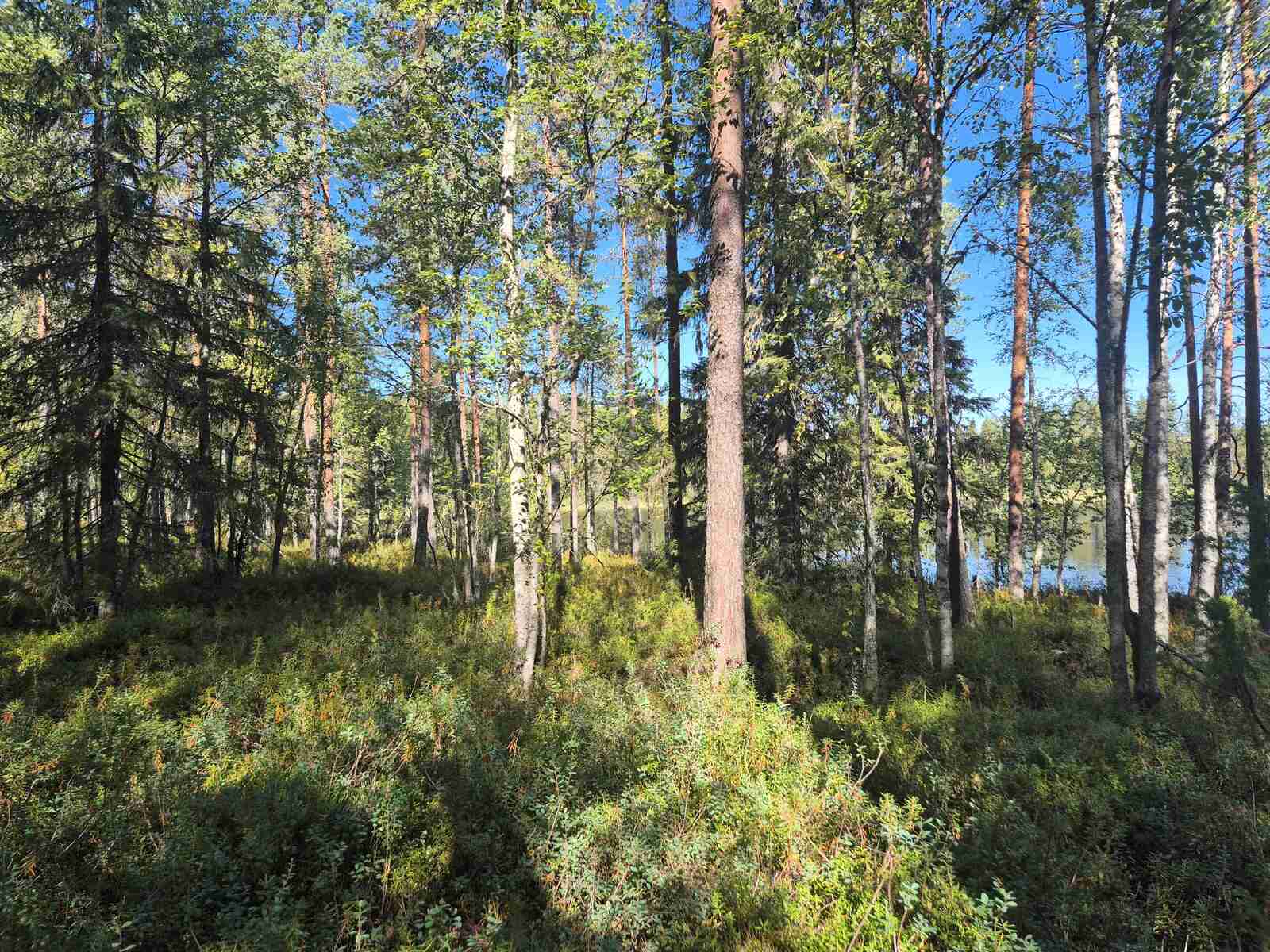 Rantatörmällä kasvaa sekametsää, puusto on harvaa, taustalla pilkistää järvi.