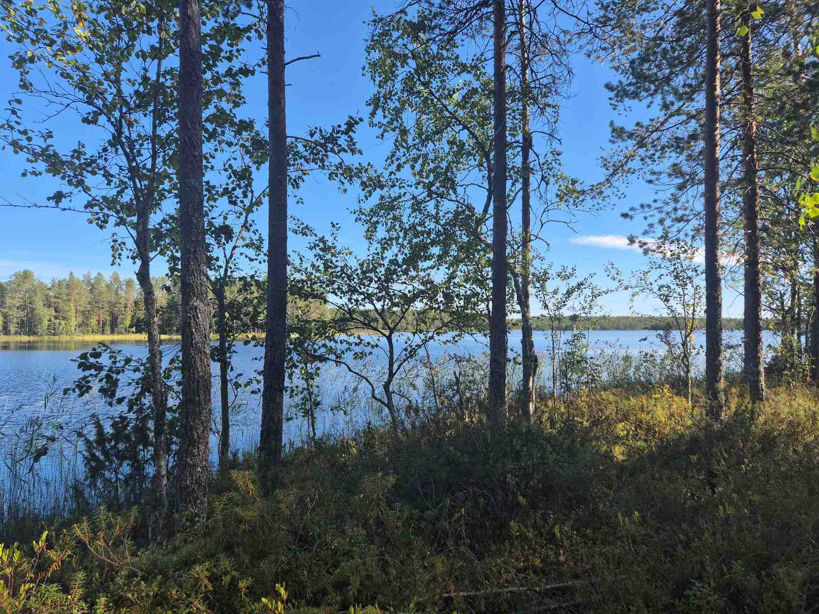 Rantatörmällä kasvaa sekametsää, puusto on harvaa, taustalla pilkistää järvi.