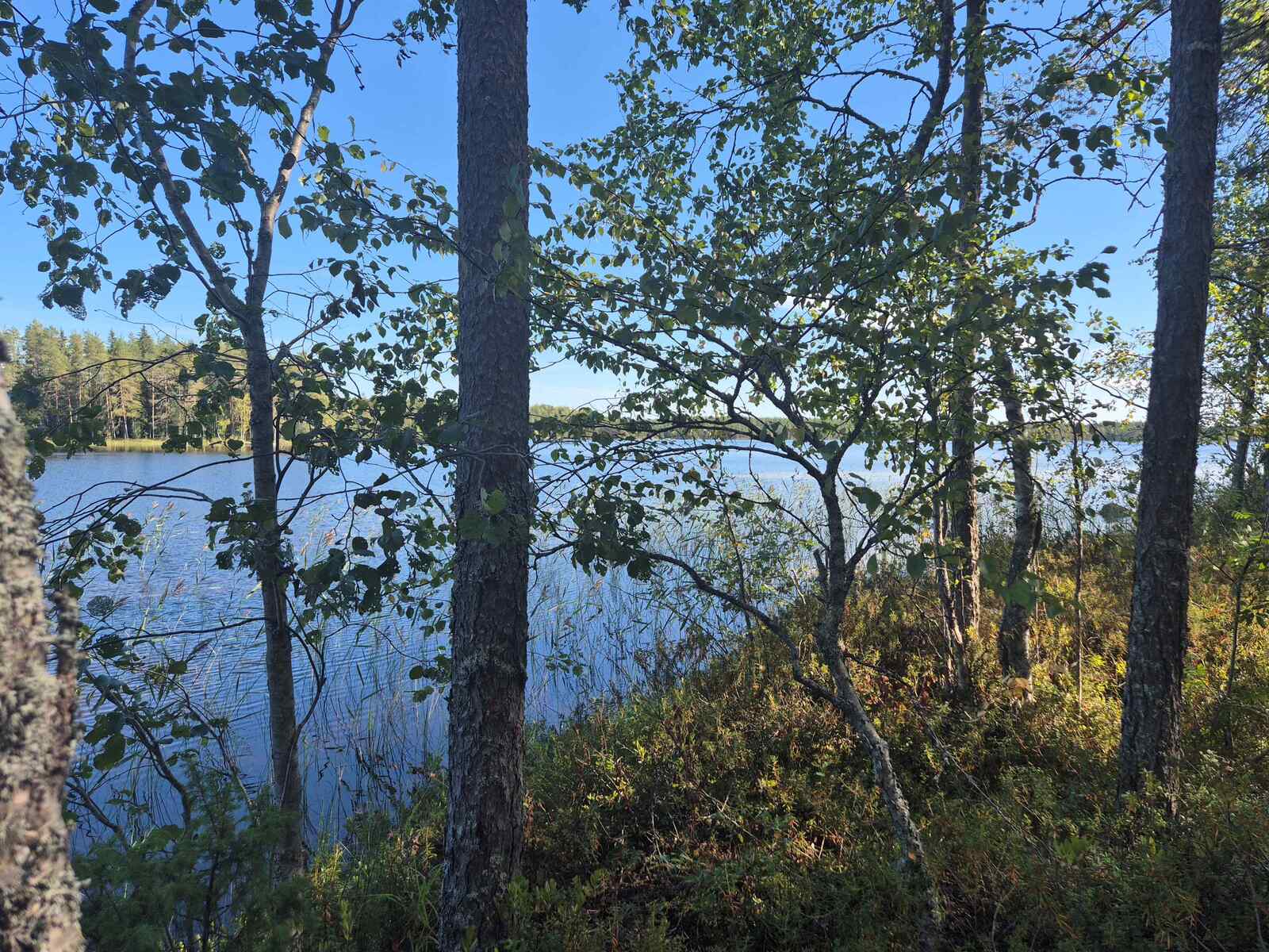 Rantatörmällä kasvaa sekametsää, puusto on harvaa, taustalla pilkistää järvi.