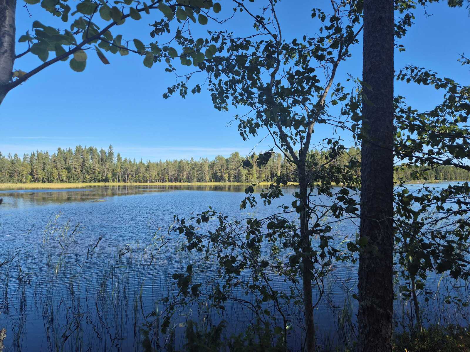 Järvimaisemaa, rannan edustalla kasvaa järviruokoa, lehtipuita etualalla.