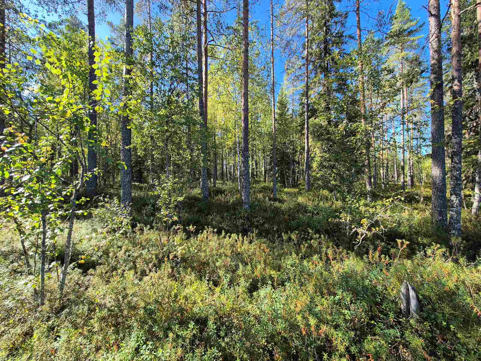 Sekametsään paistaa aurinko, puut heittävät varjoja maahan.