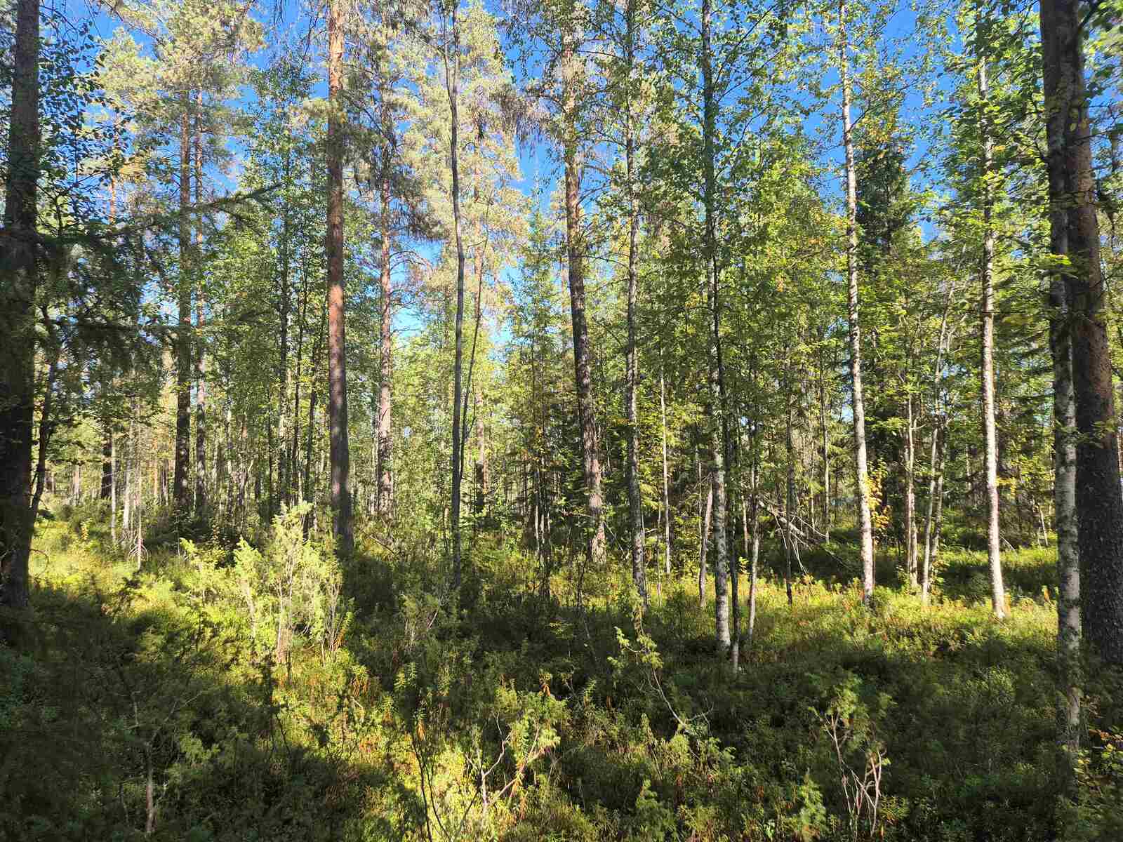 Sekametsään paistaa aurinko, puut heittävät varjoja maahan.