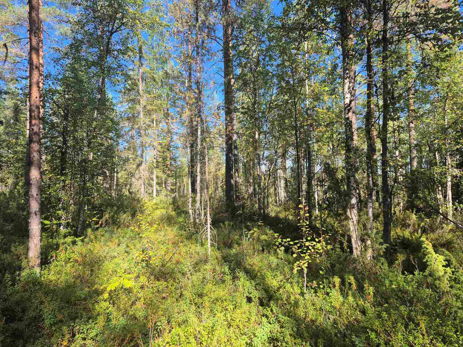 Sekametsään paistaa aurinko, puut heittävät varjoja maahan.