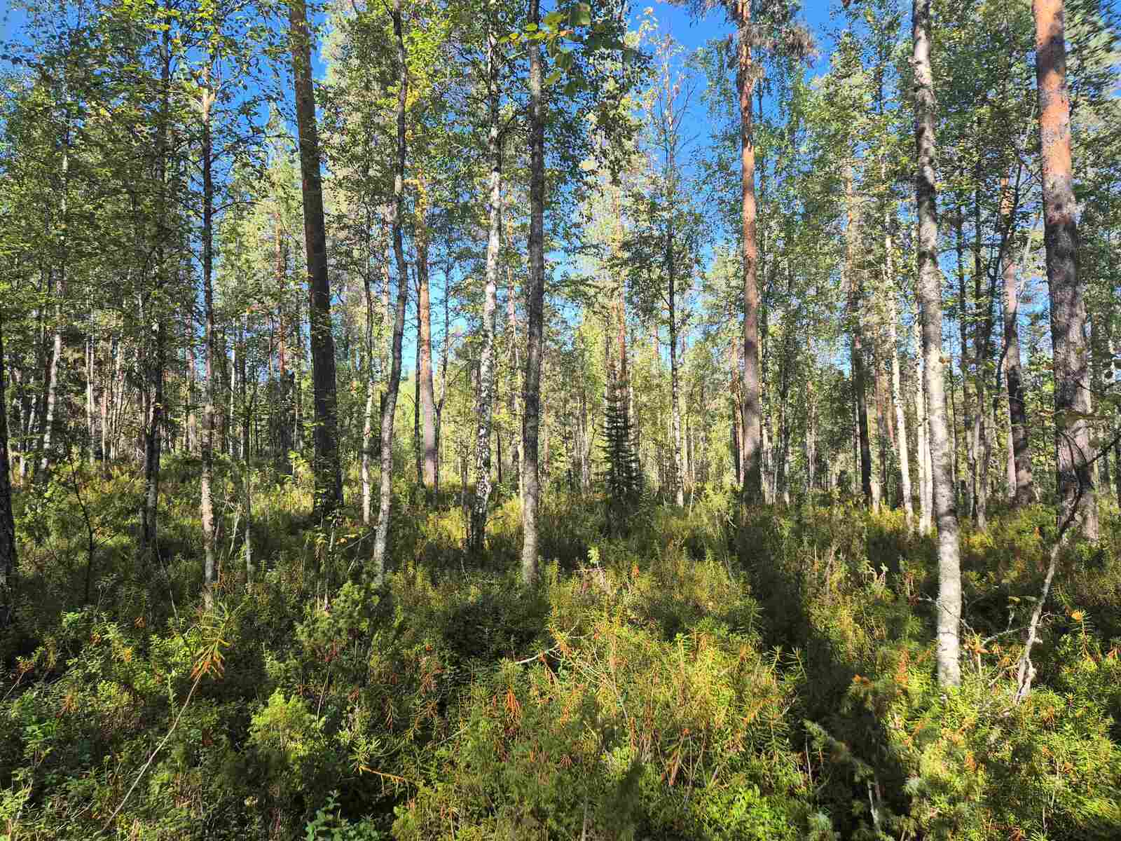 Sekametsään paistaa aurinko, puut heittävät varjoja maahan.