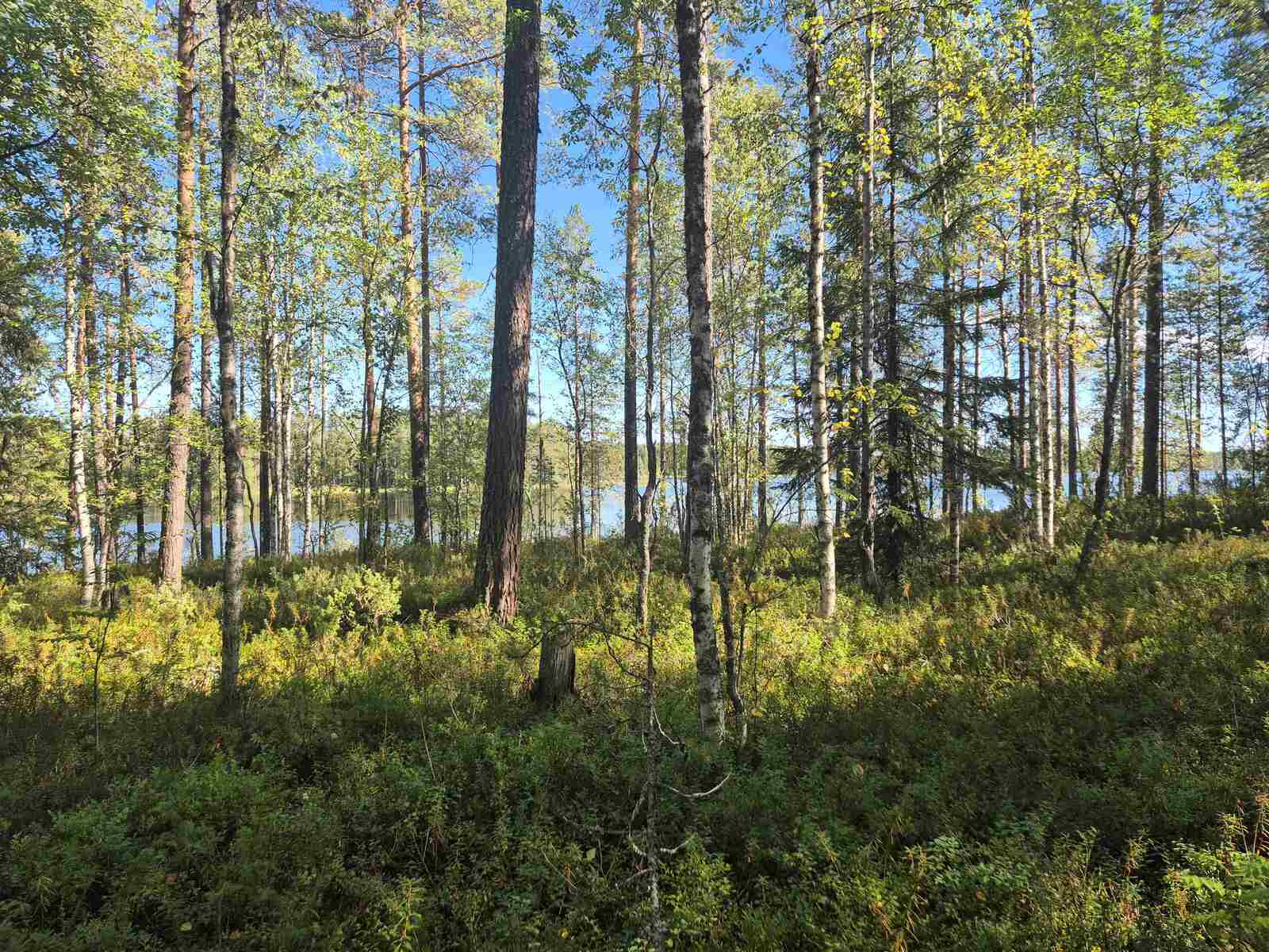 Rantatörmällä kasvaa sekametsää, puusto on harvaa, taustalla pilkistää järvi.