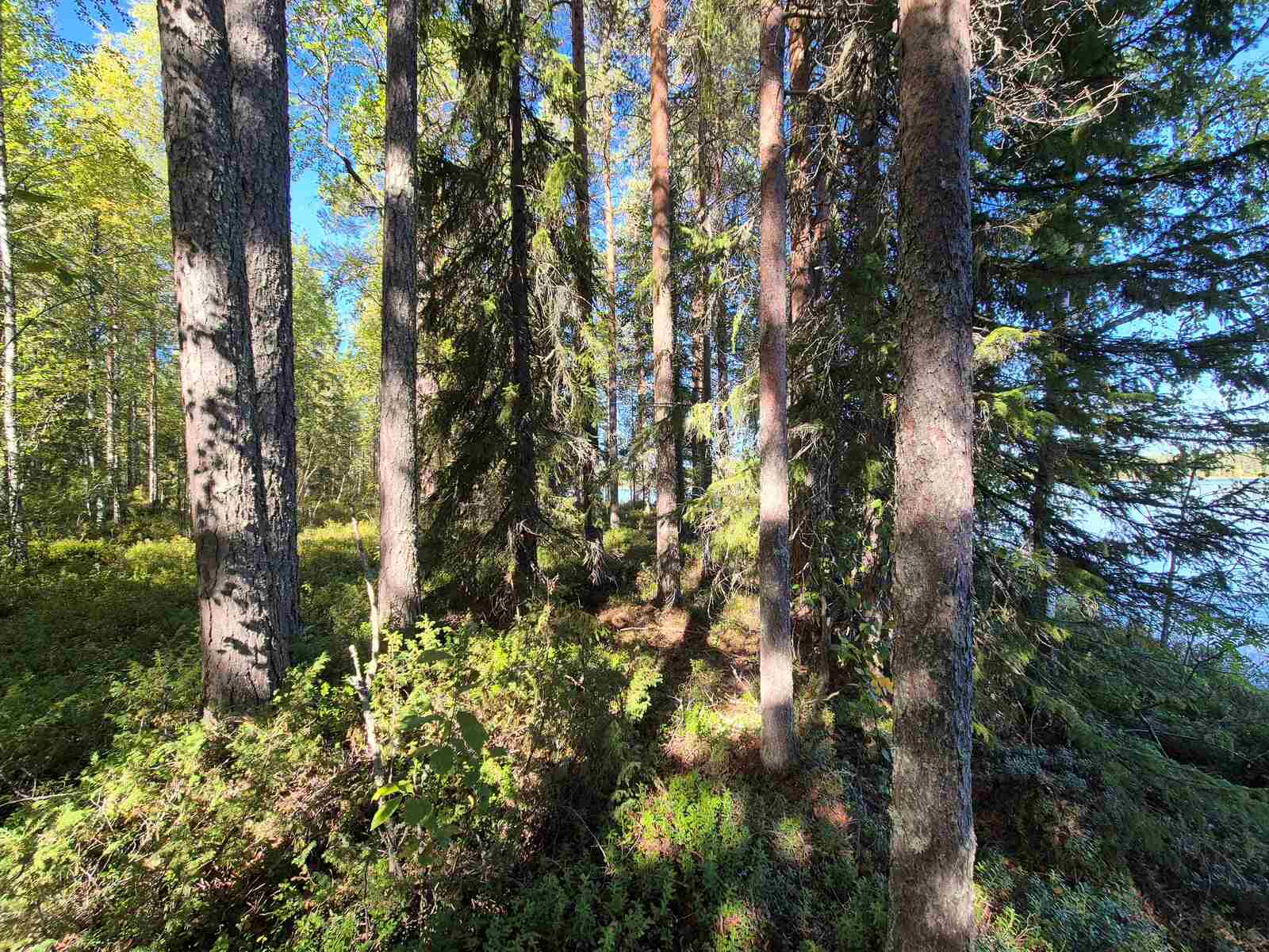 Vanhoja kuusia ja mäntyjä kasvaa rantatörmällä.