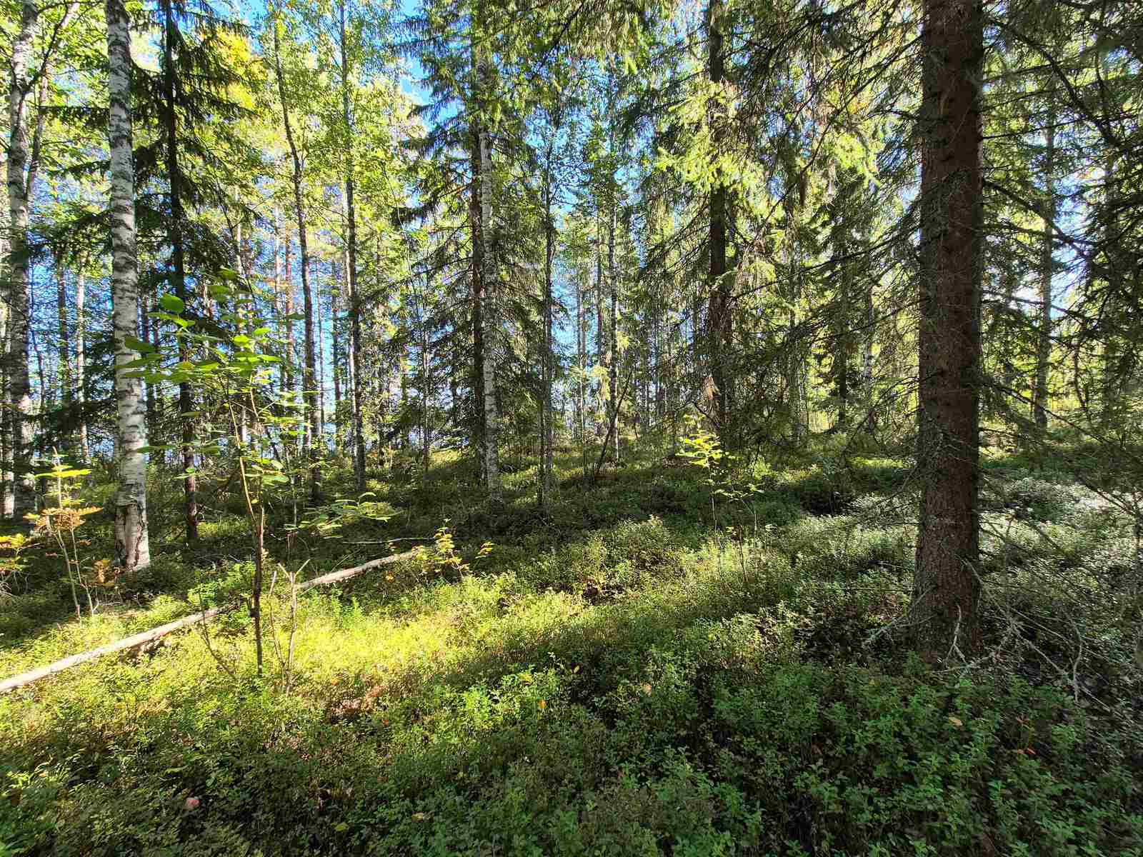 Auringossa kylpevää sekametsää, paljon kuusia ja koivuja.