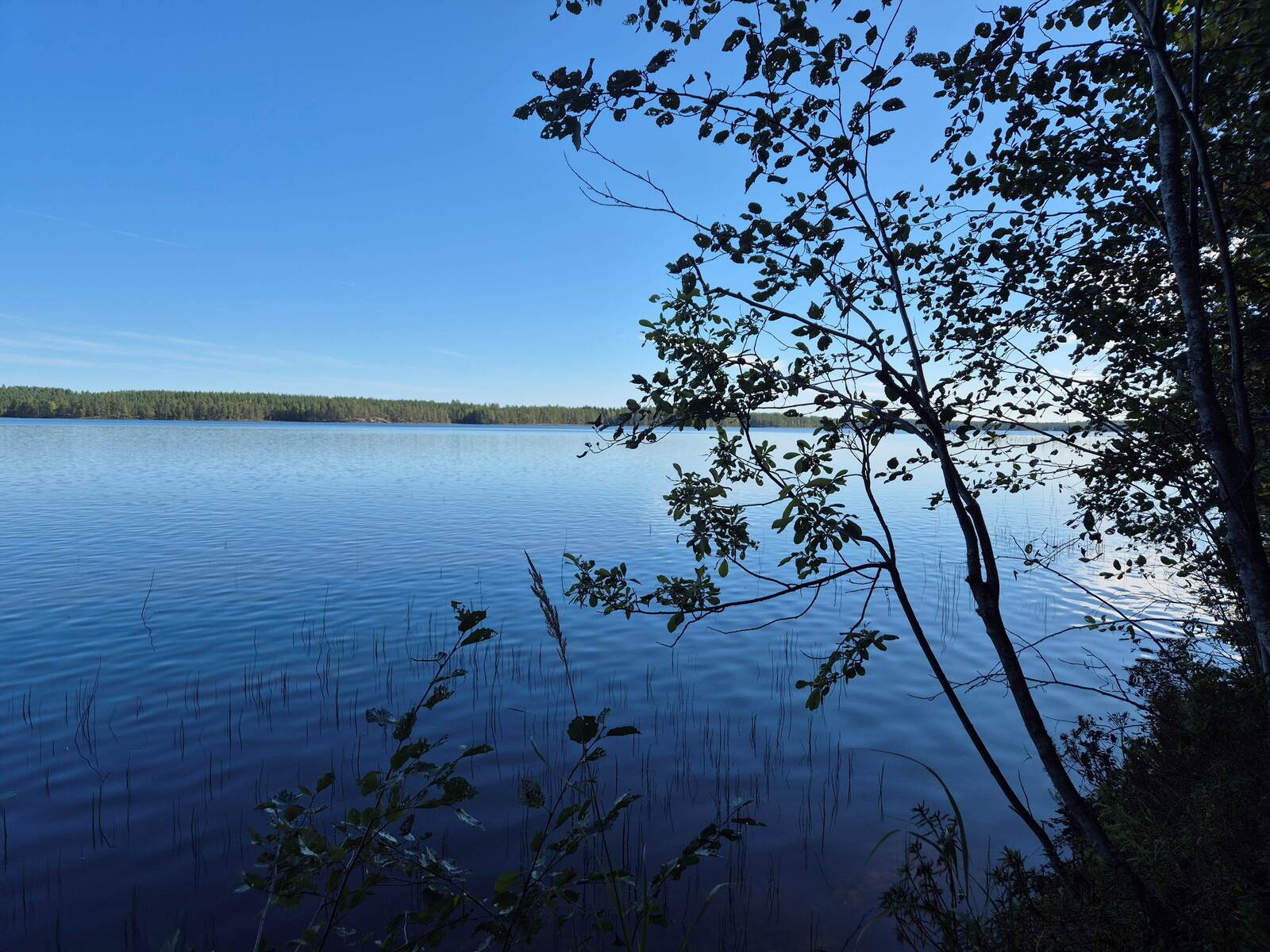 Maisema järvelle, taivas on lähes pilvetön, nuoria lehtipuita työntyy kuvaan rannalta.
