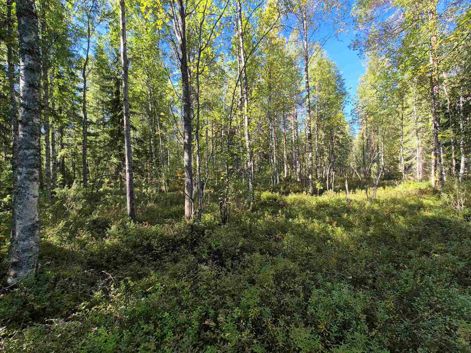 Auriko paistaa koivuvaltaiseen sekametsään, etualalla on metsässä aukko.
