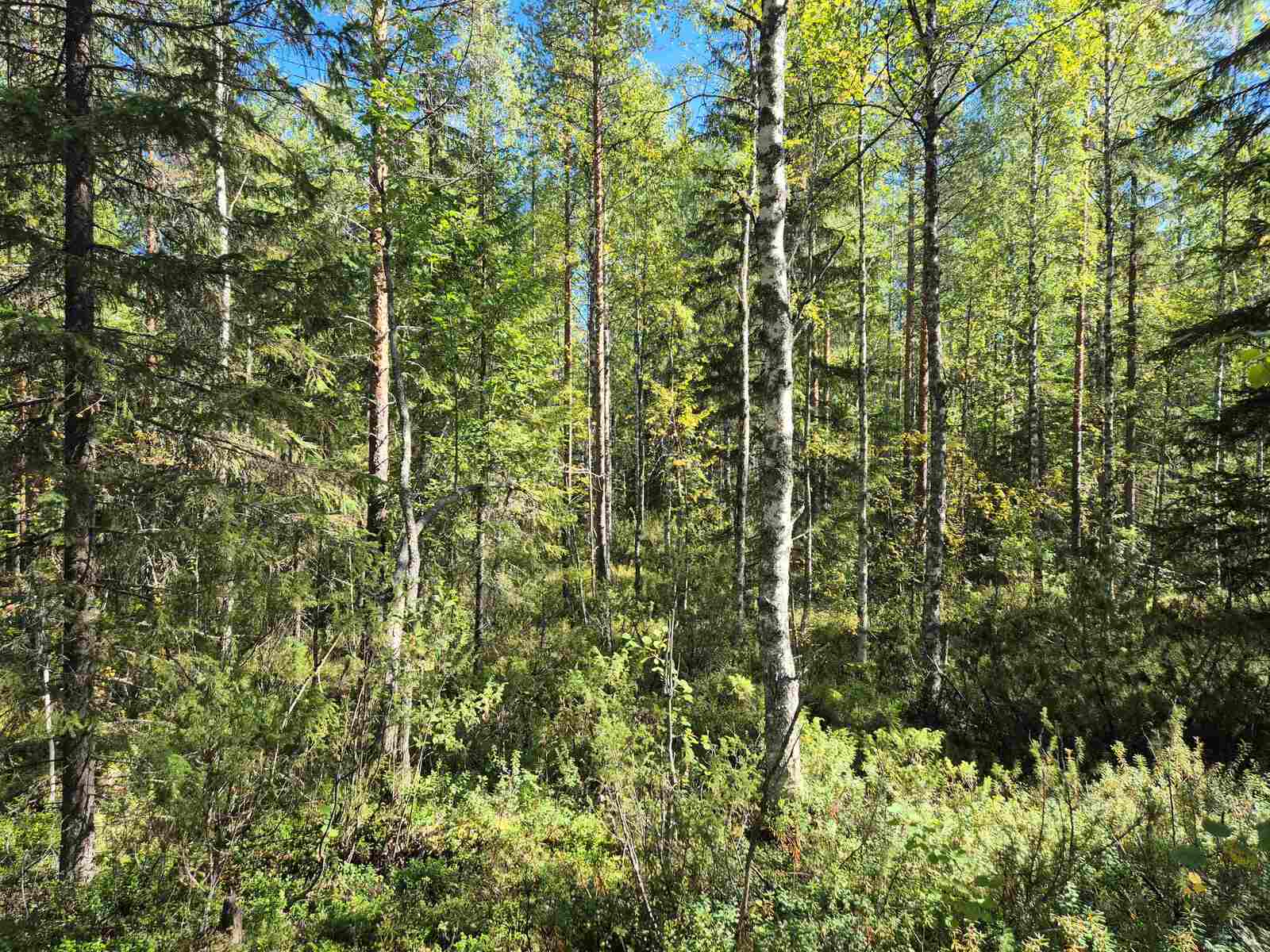 Auriko paistaa koivuvaltaiseen sekametsään.
