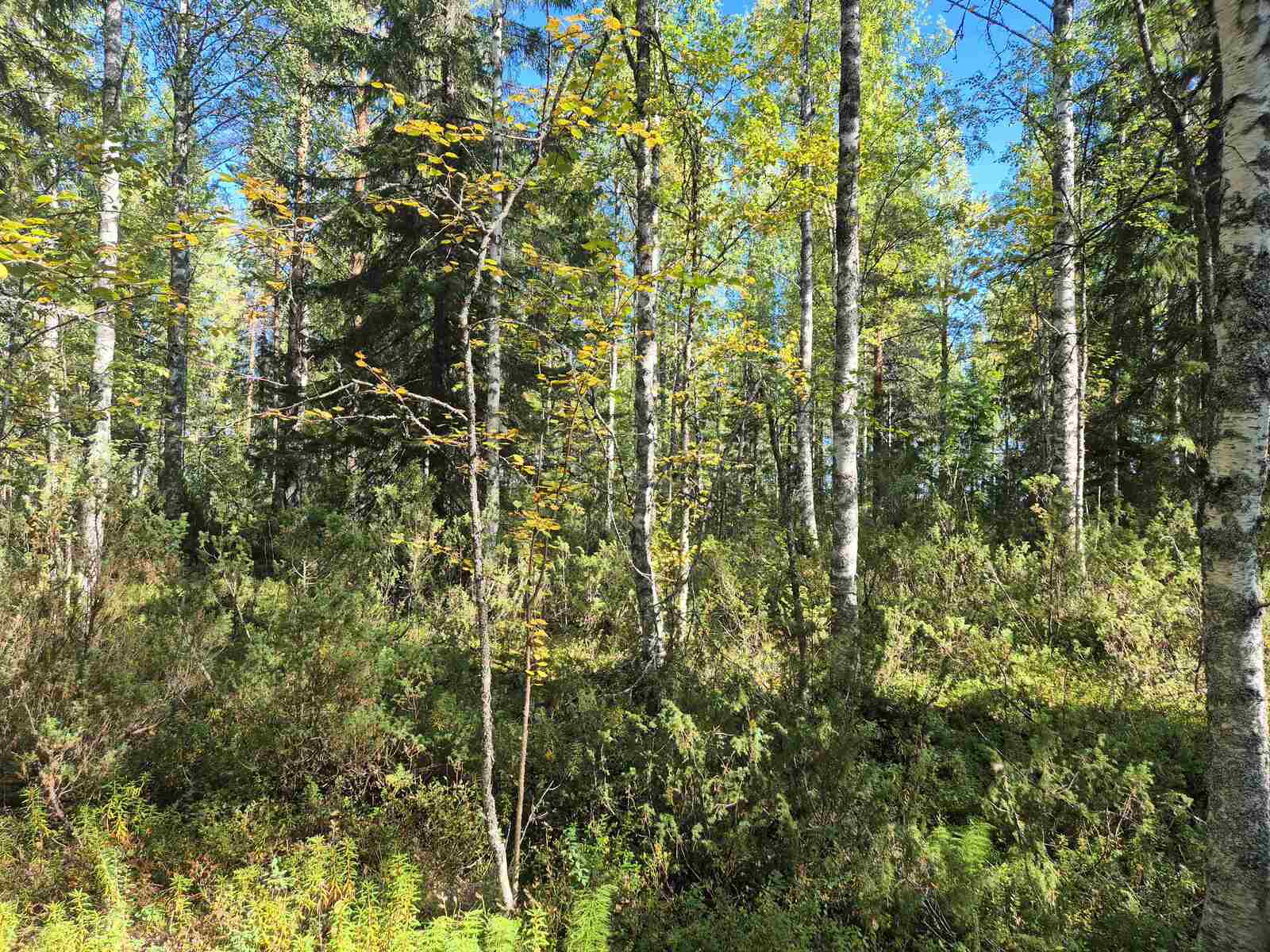 Auriko paistaa koivuvaltaiseen sekametsään.