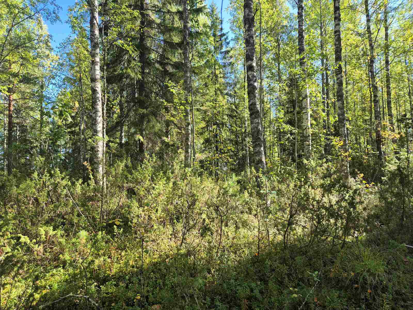 Auriko paistaa koivuvaltaiseen sekametsään.