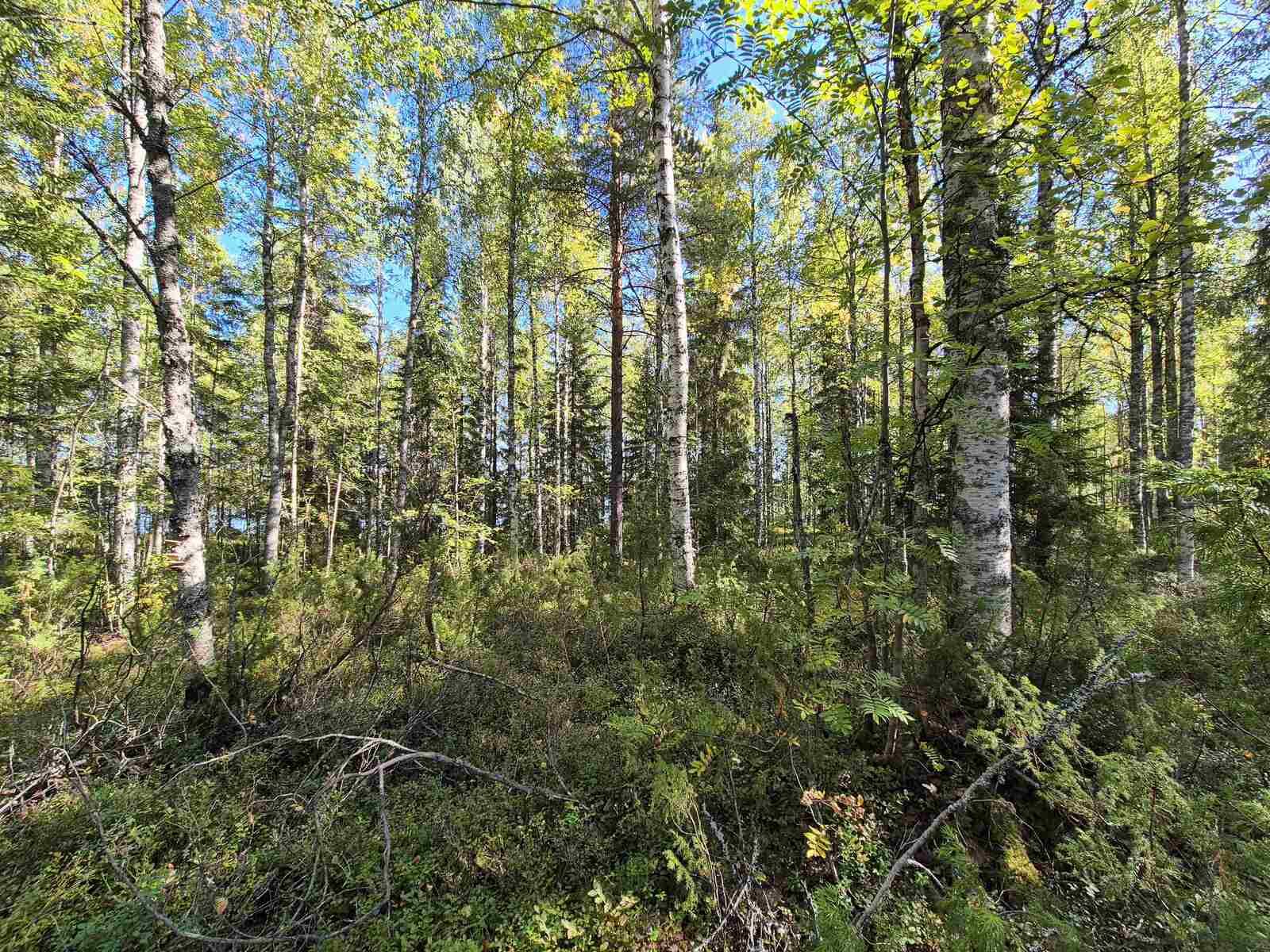 Auriko paistaa koivuvaltaiseen sekametsään.