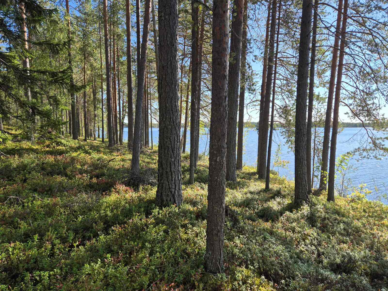 Aurinko paistaa rantatörmälle, puut heittävät varjon maahan, taustalla näkyy järvi.