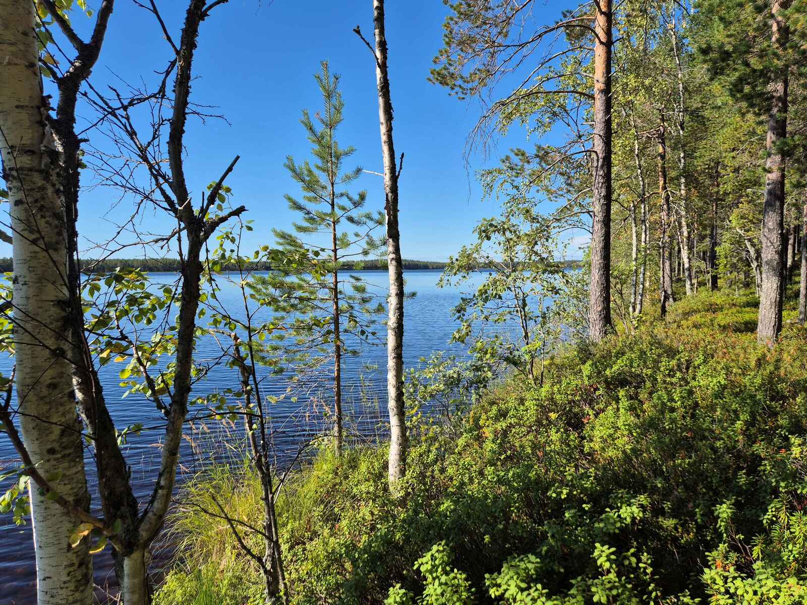 Rantatörmällä kasvaa eri-ikäisiä puita, taivas on lähes pilvetön.