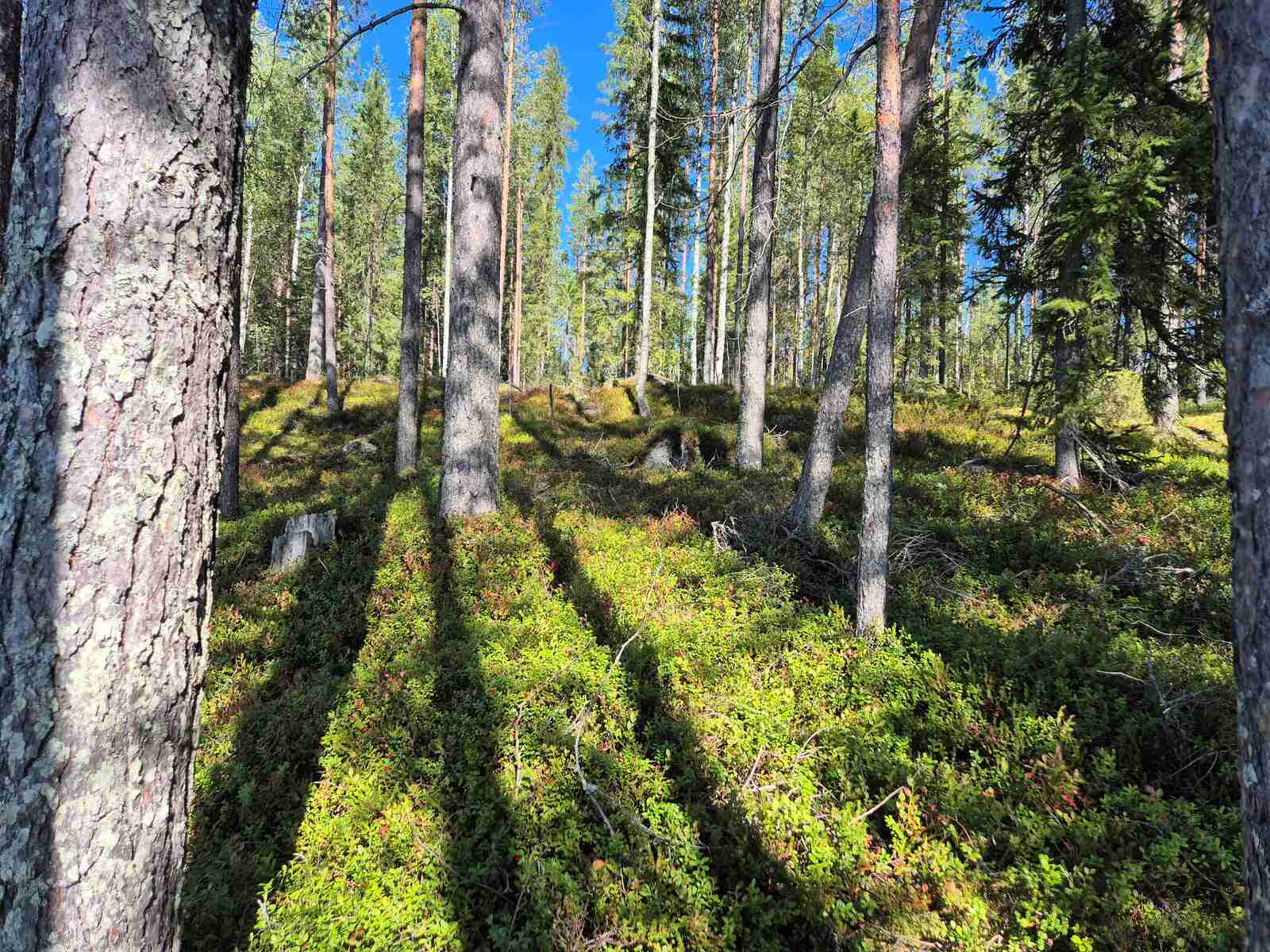 Aurinkoinen mäntyvaltainen sekametsä, metsänpohjassa näkyy kiviä sammalten alla.