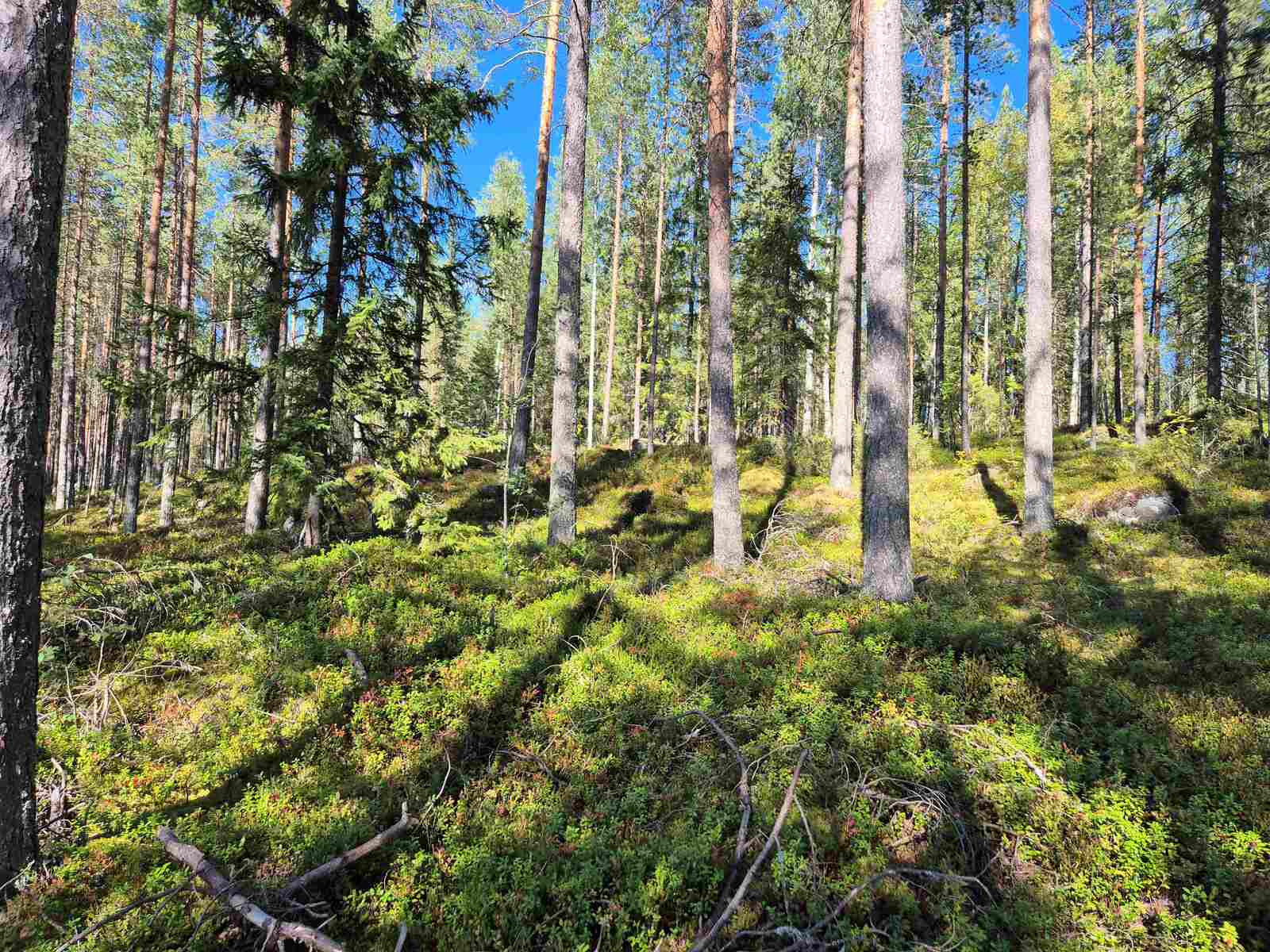 Aurinkoinen mäntyvaltainen sekametsä, metsänpohjassa näkyy kiviä sammalten alla.