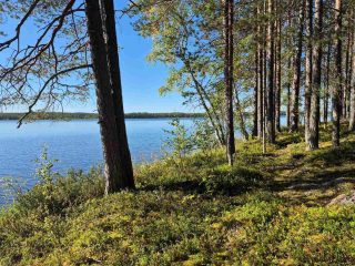 Rantatörmällä kasvaa eri-ikäisiä puita, taivas on lähes pilvetön.