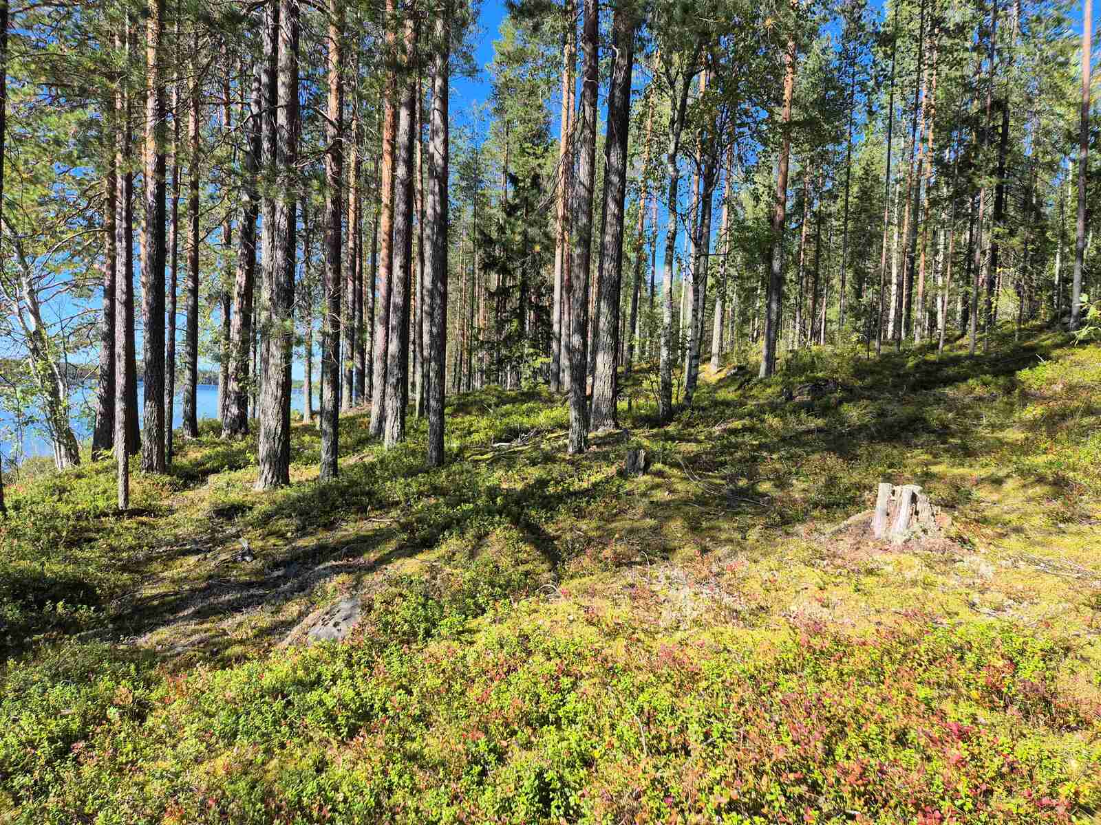 Puut kylpevät auringossa rannan tuntumassa, taustalla näkyy järvi.