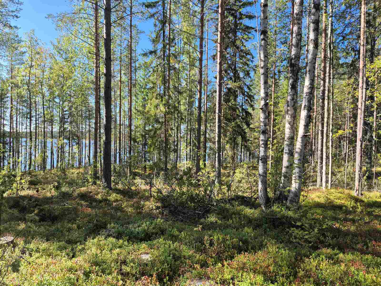 Aurinkoinen sekametsä, metsänpohjassa näkyy kiviä sammalten alla.