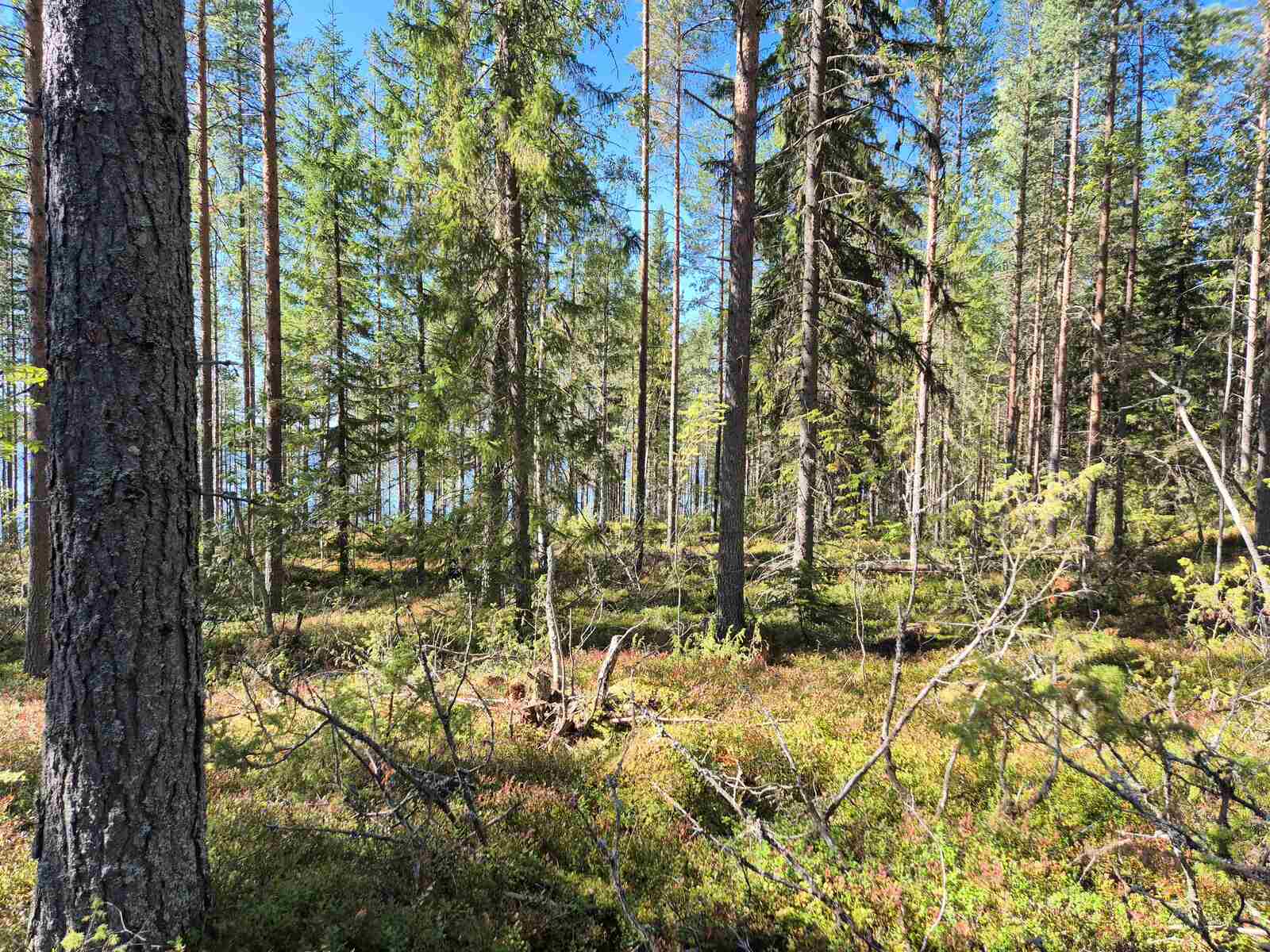 Aurinkoinen mäntyvaltainen sekametsä, risuja ja oksia työntyy kuvaan maasta.