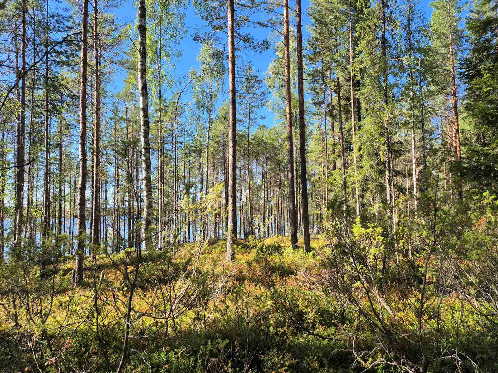 Aurinkoinen mäntyvaltainen sekametsä, metsänpohjassa näkyy kiviä sammalten alla.