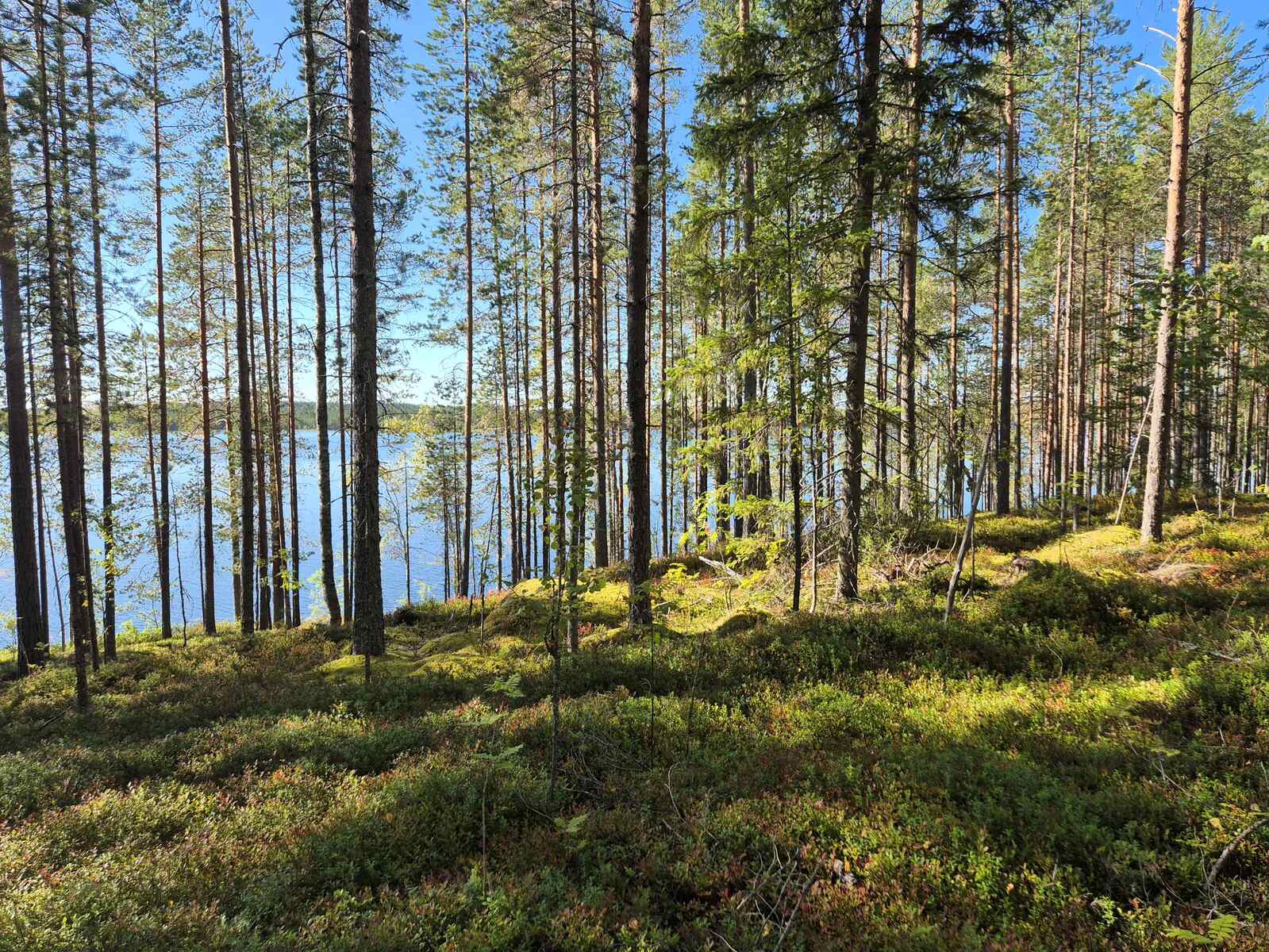 Aurinko paistaa sekametsään, puut heittävät varjon maahan, taustalla näkyy järvi.