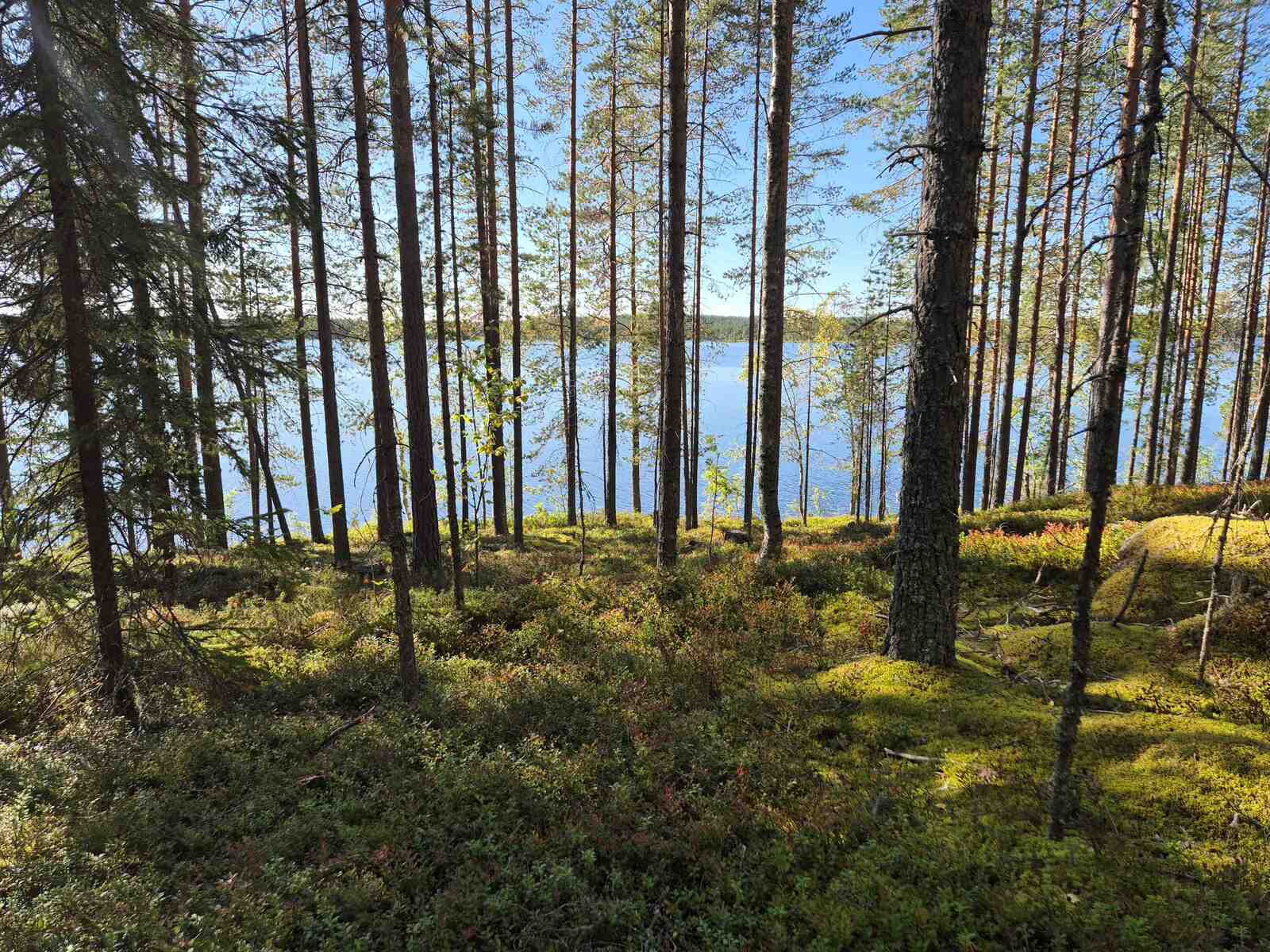 Aurinko paistaa sekametsään, puut heittävät varjon maahan, taustalla näkyy järvi.