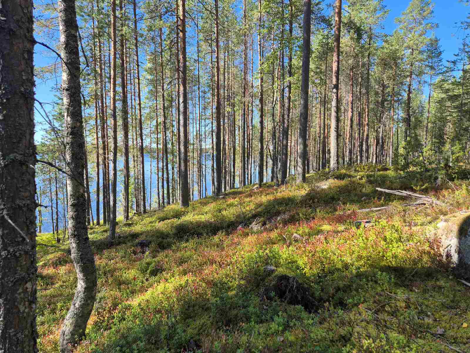 Puut kylpevät auringossa rannan tuntumassa, taustalla näkyy järvi.